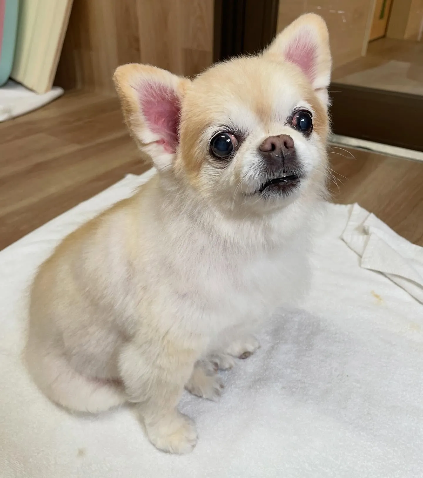 🍃1/23のトリミング🍃チワワ🐶｜名東区・千種区・守山区の動...