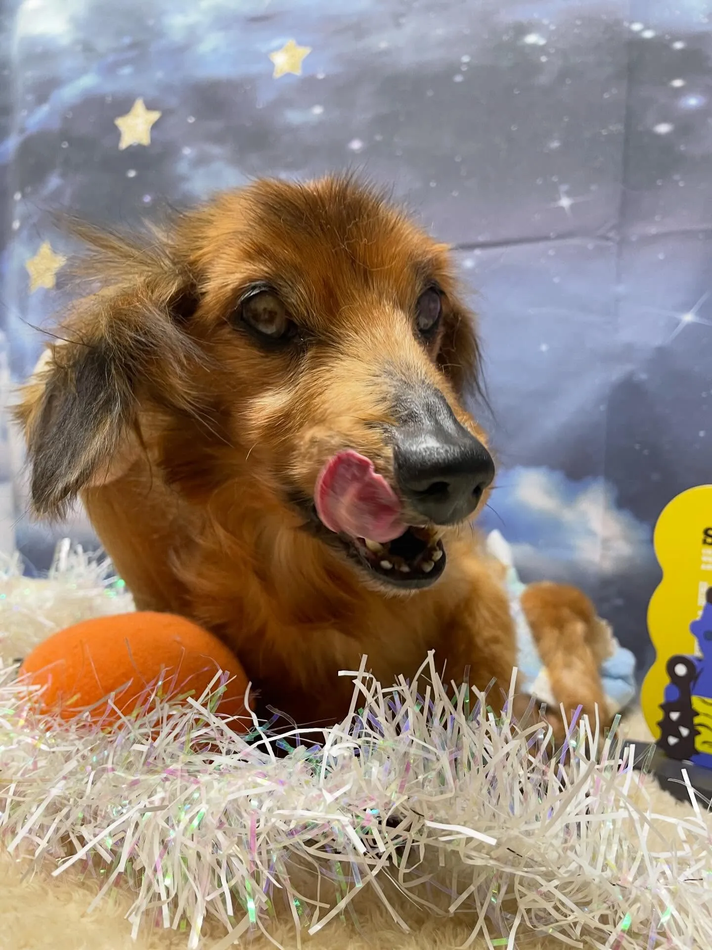 🍃1/23のトリミング🍃ダックス🐶｜名東区・千種区・守山区の...