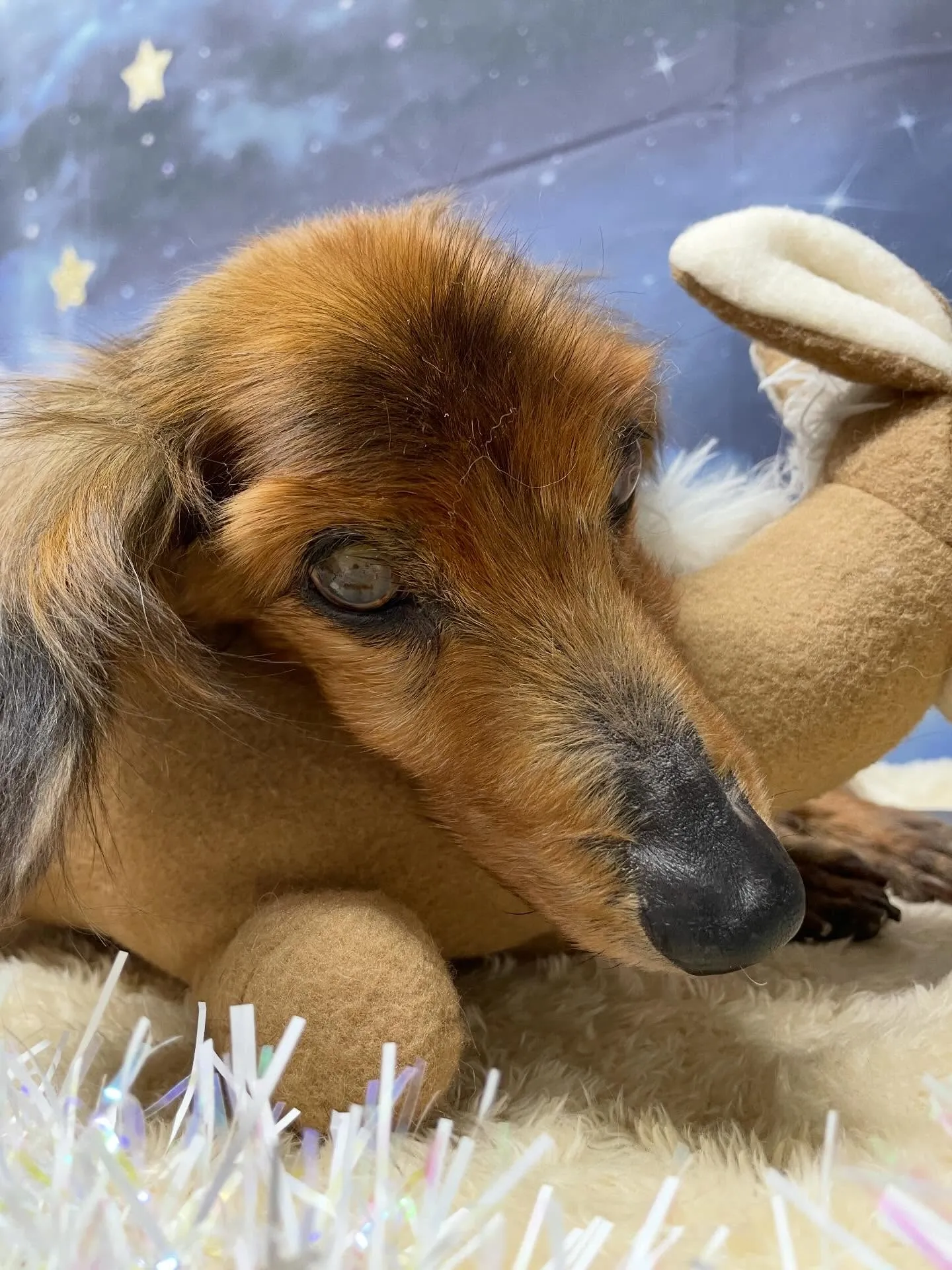 🍃1/23のトリミング🍃ダックス🐶｜名東区・千種区・守山区の...