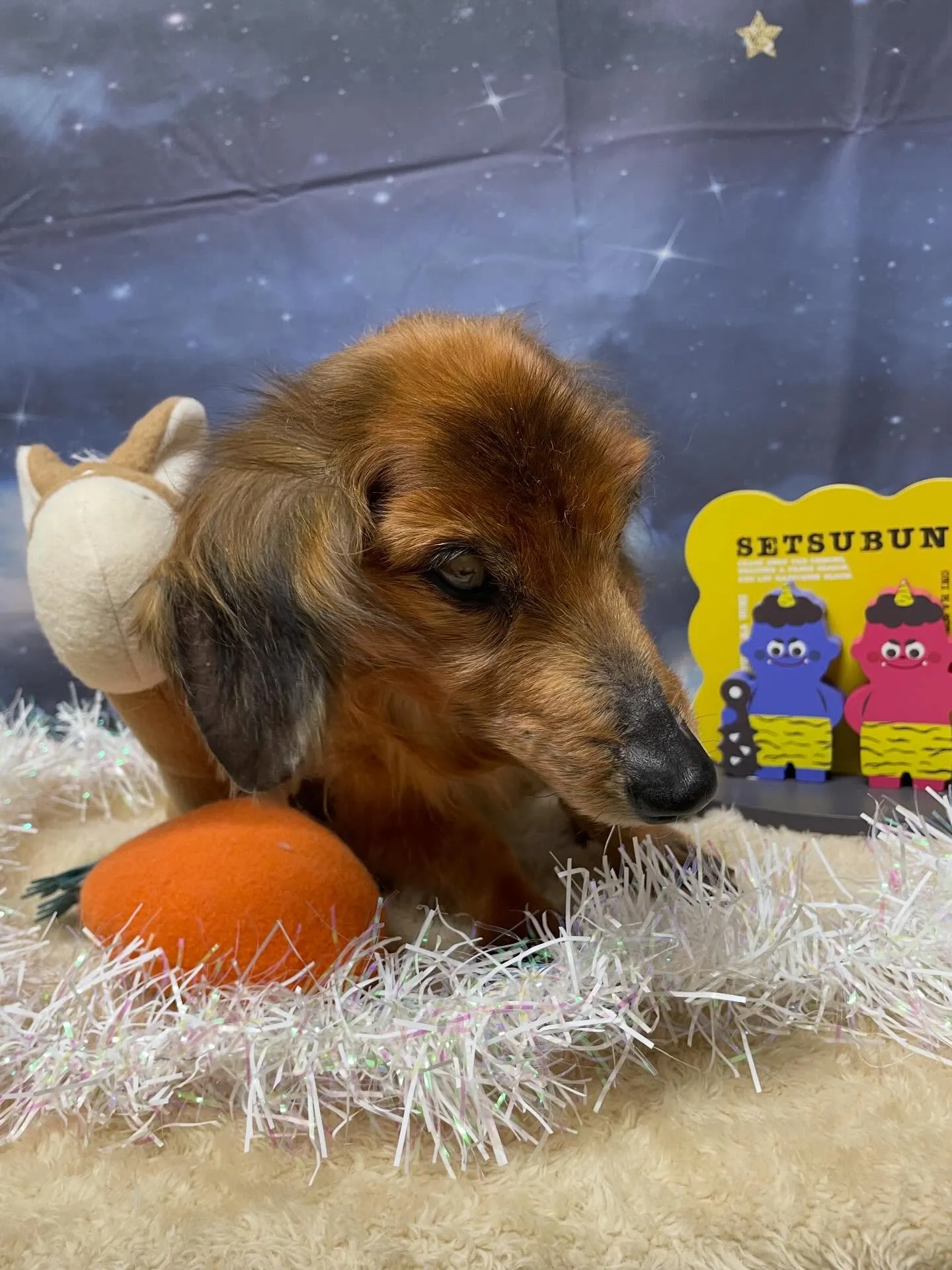 🍃1/23のトリミング🍃ダックス🐶｜名東区・千種区・守山区の...