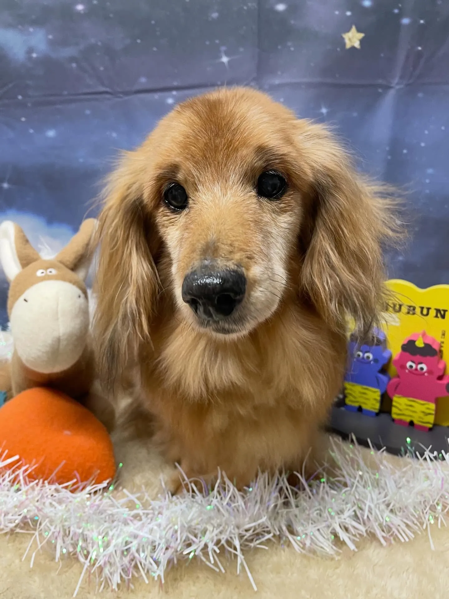 🍃1/23のトリミング🍃ダックス🐶｜名東区・千種区・守山区の...