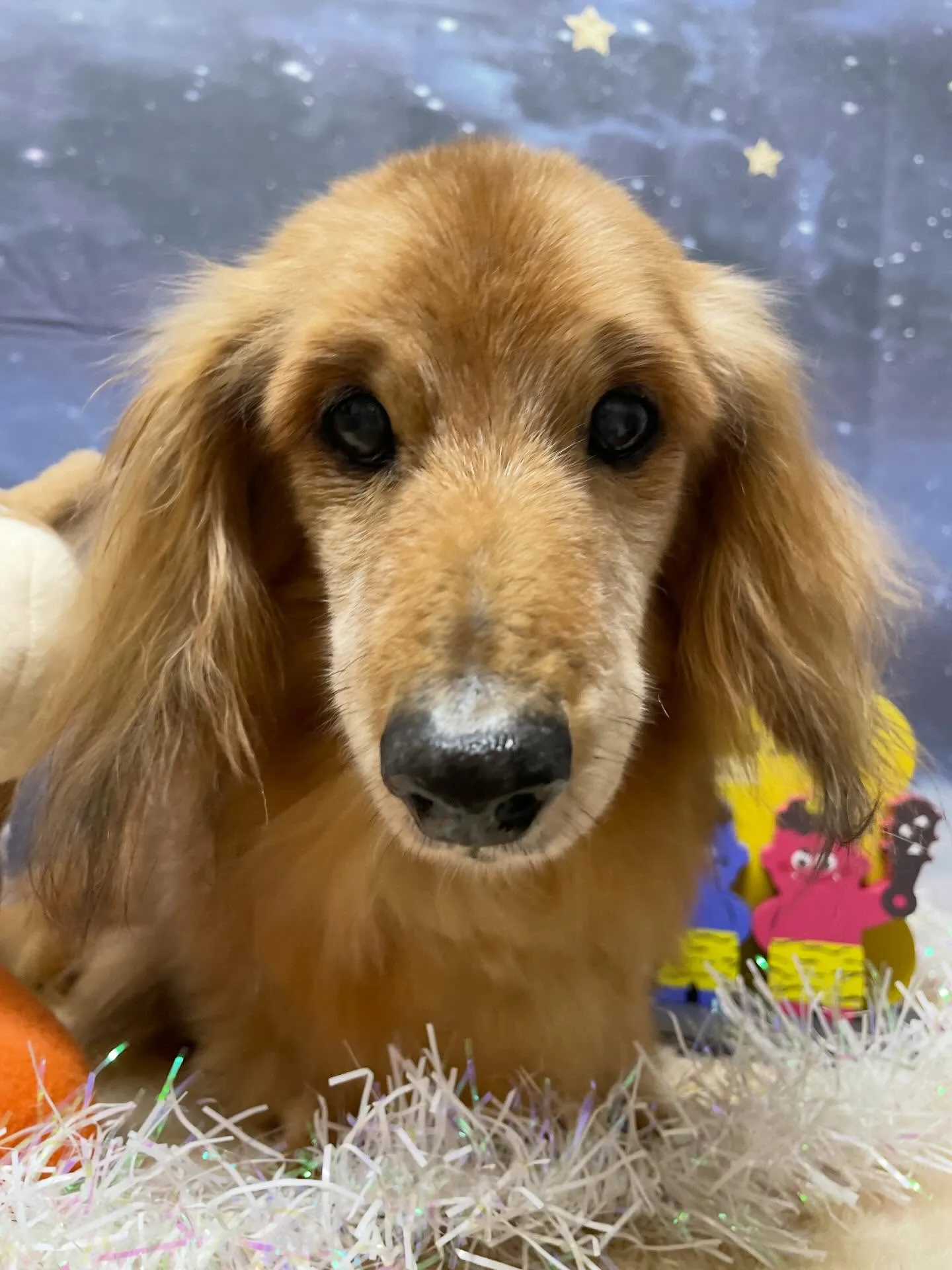 🍃1/23のトリミング🍃ダックス🐶｜名東区・千種区・守山区の...