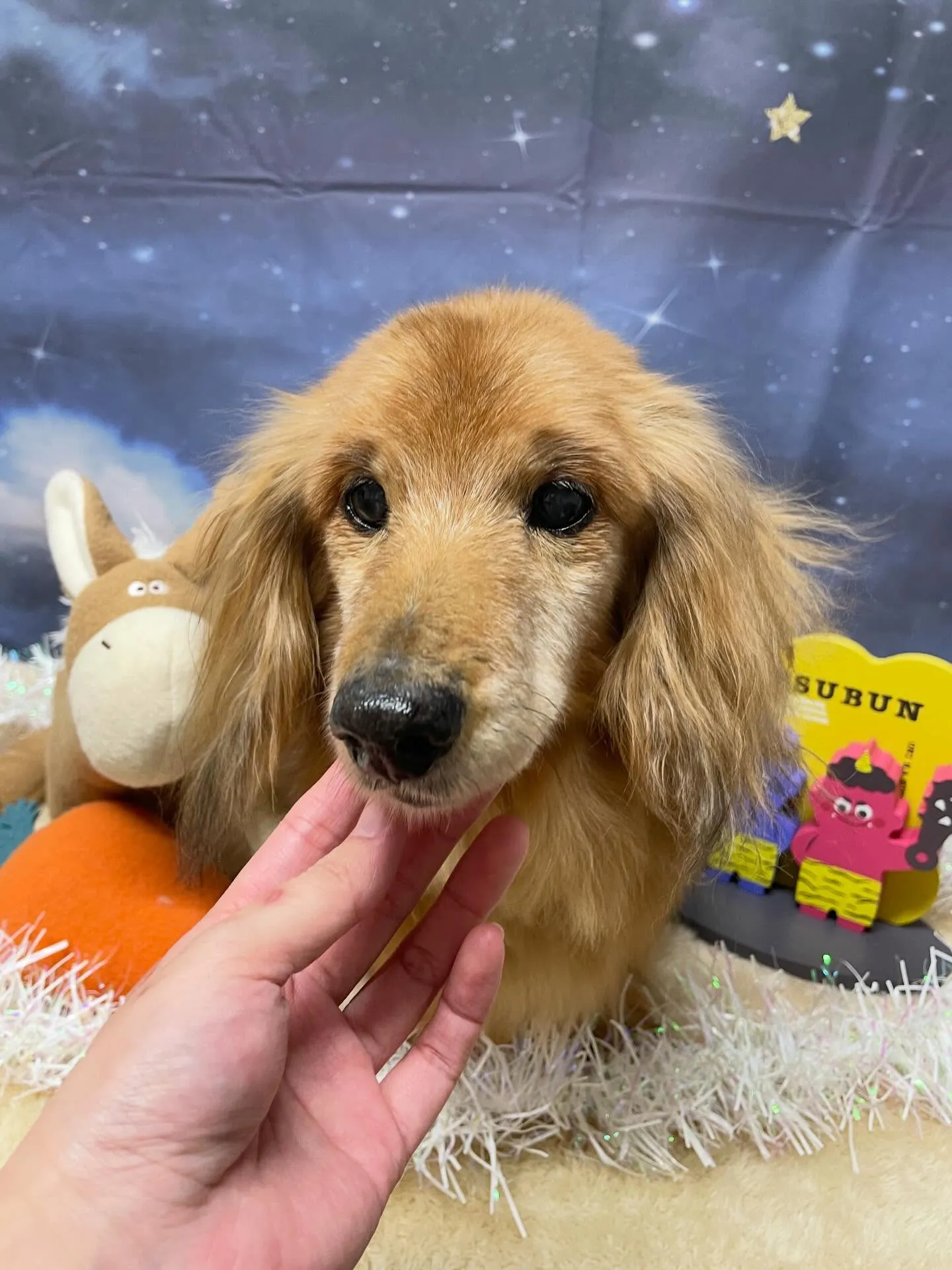 🍃1/23のトリミング🍃ダックス🐶｜名東区・千種区・守山区の...