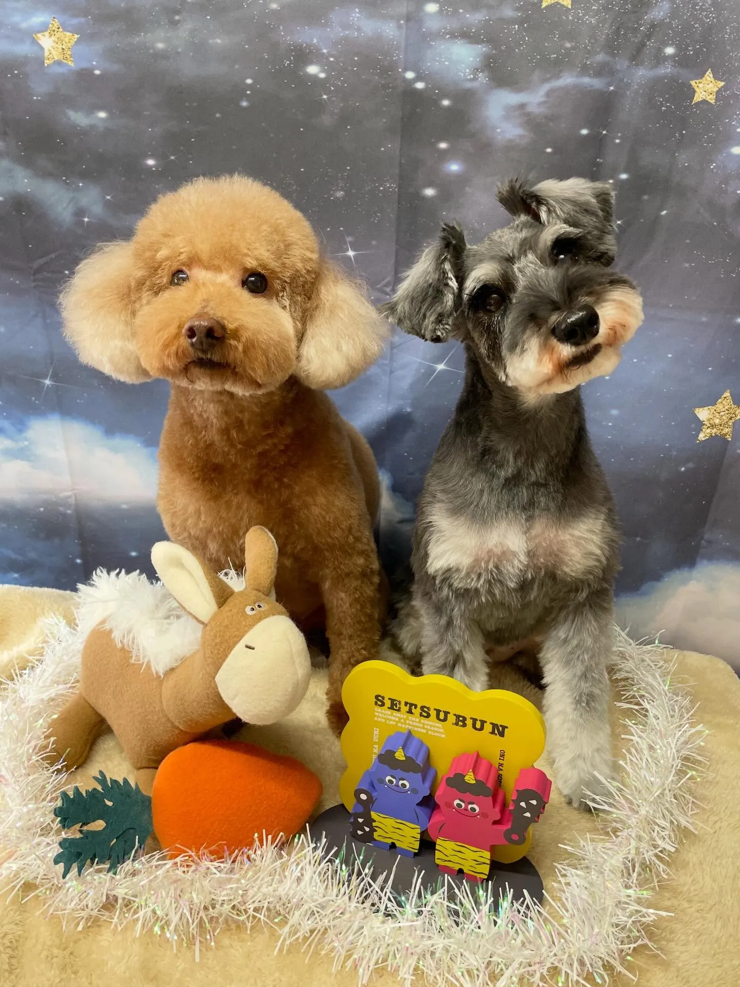 🍃1/24のトリミング🍃プードル🐶シュナウザー🐶｜名東区・千...