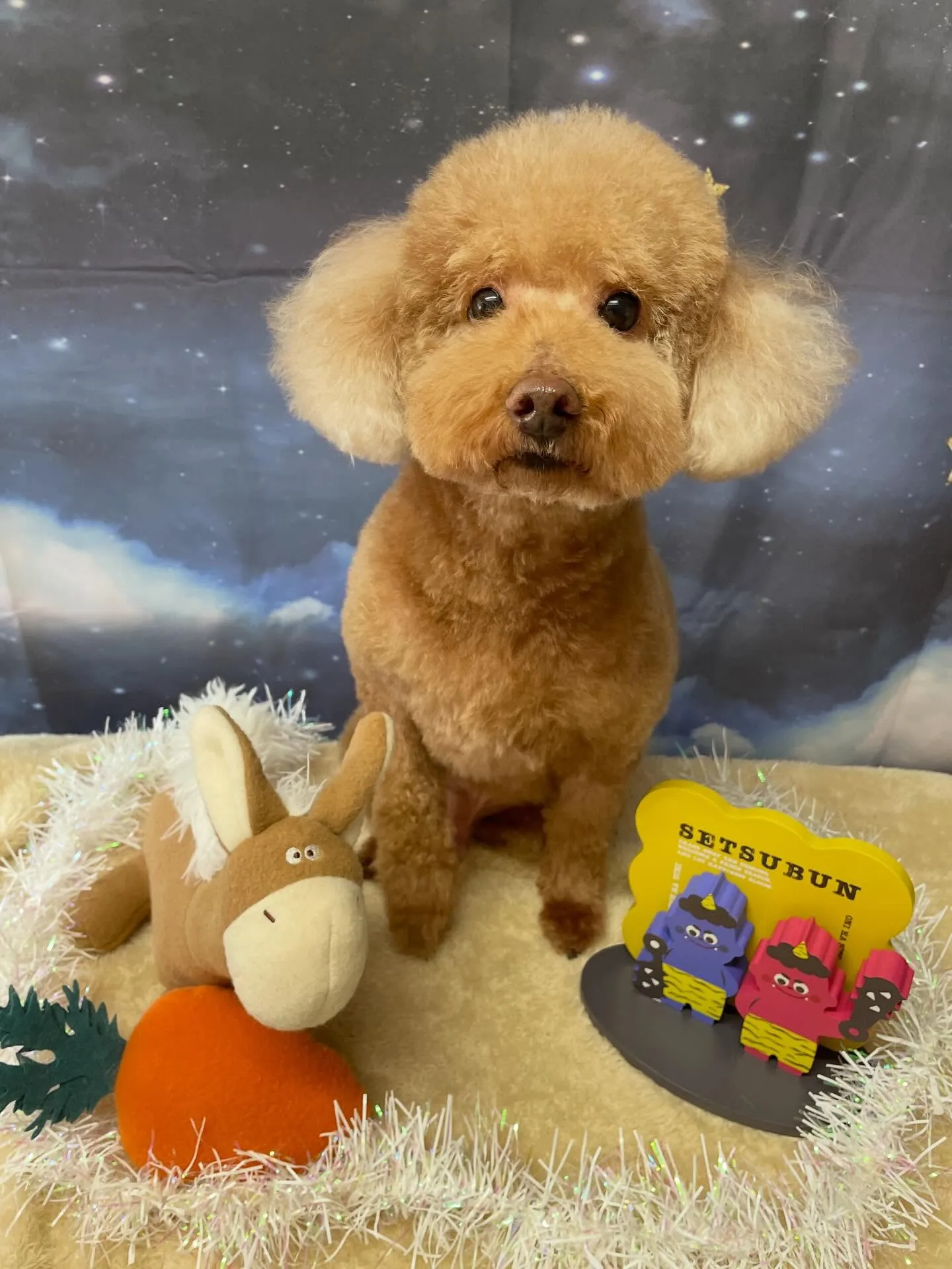 🍃1/24のトリミング🍃プードル🐶シュナウザー🐶｜名東区・千...