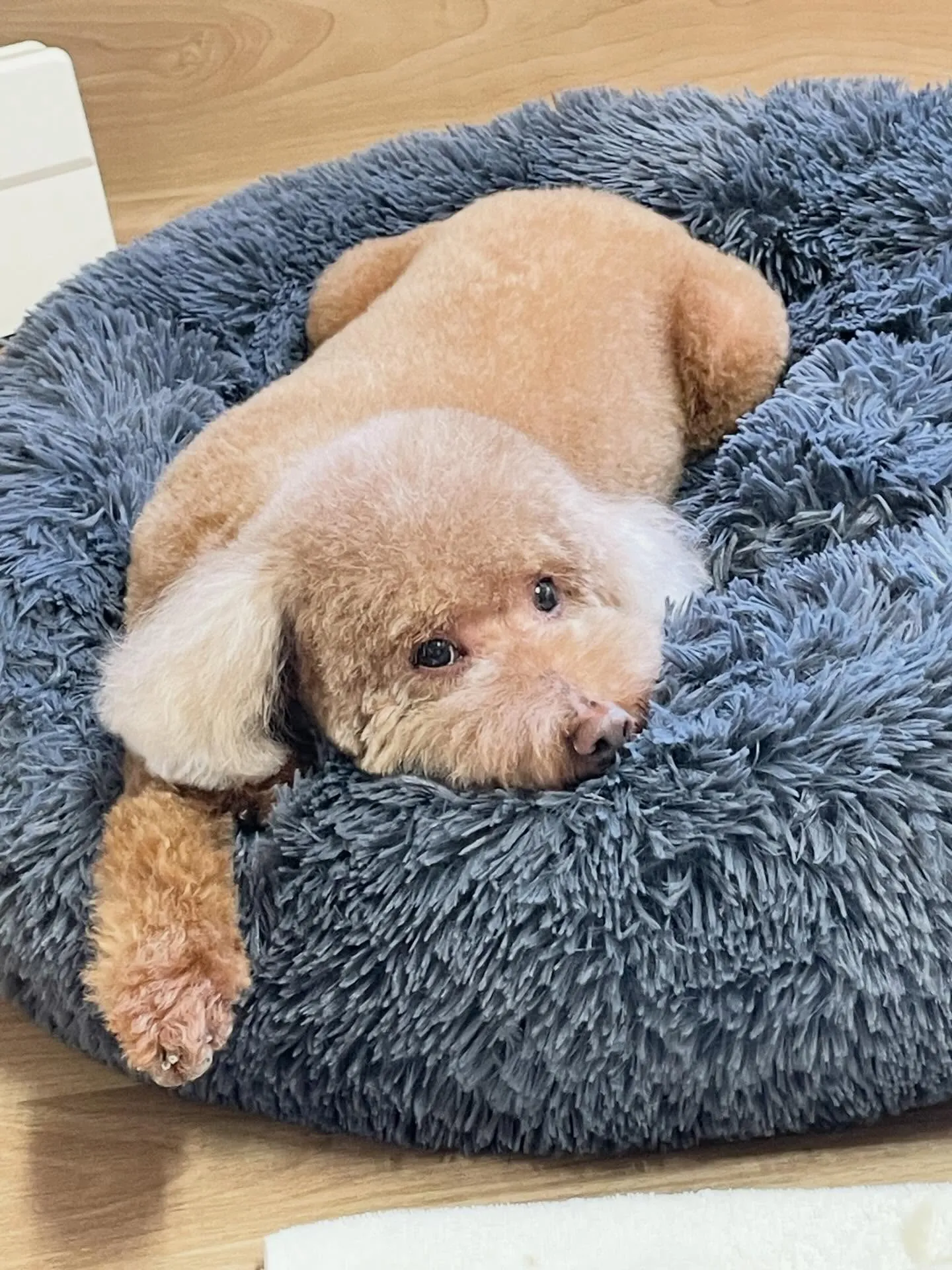 🍃1/24のトリミング🍃プードル🐶シュナウザー🐶｜名東区・千...