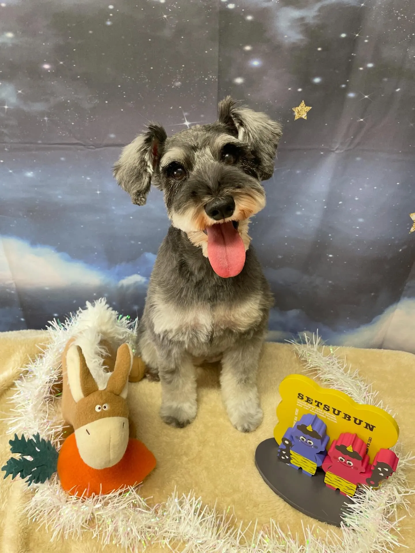 🍃1/24のトリミング🍃プードル🐶シュナウザー🐶｜名東区・千...