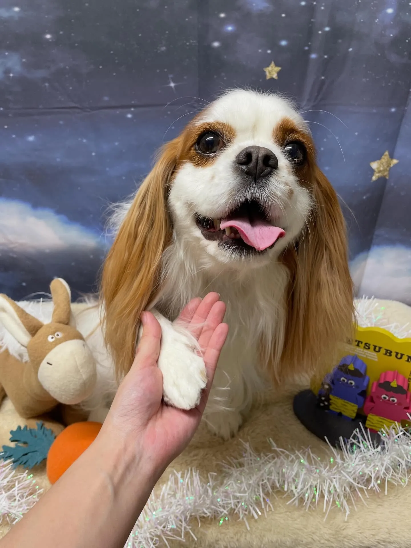 🍃1/24のトリミング🍃キャバリア🐶｜名東区・千種区・守山区...