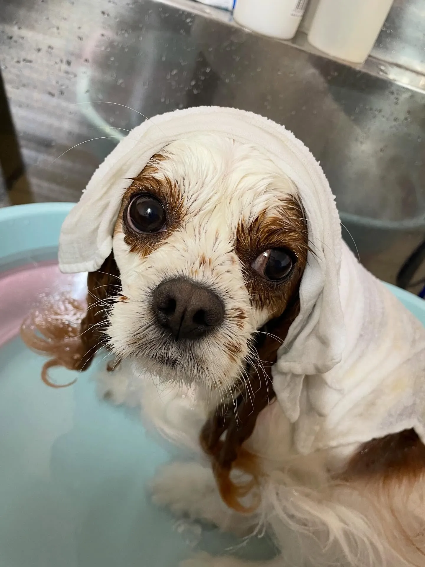 🍃1/24のトリミング🍃キャバリア🐶｜名東区・千種区・守山区...