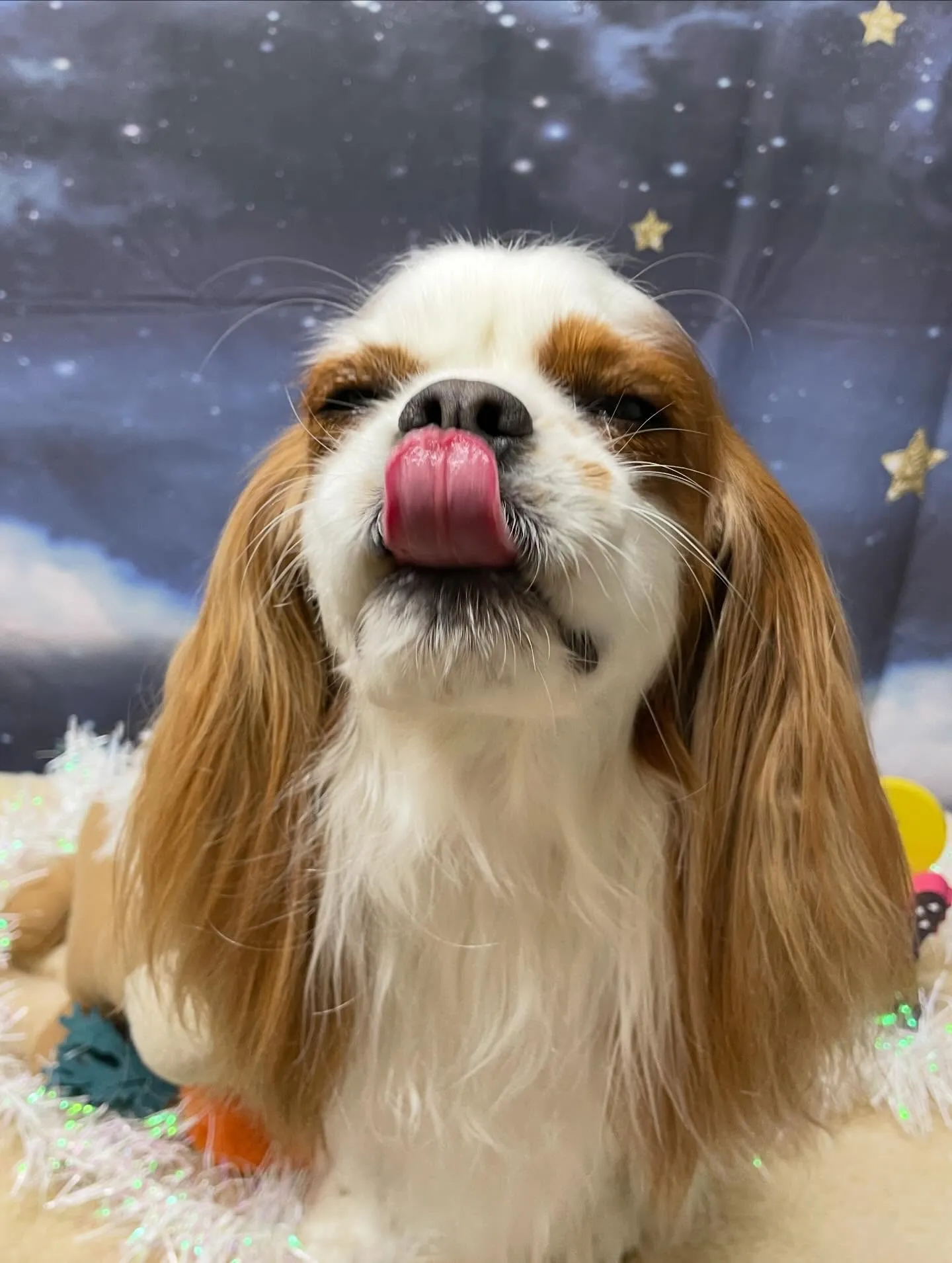 🍃1/24のトリミング🍃キャバリア🐶｜名東区・千種区・守山区...