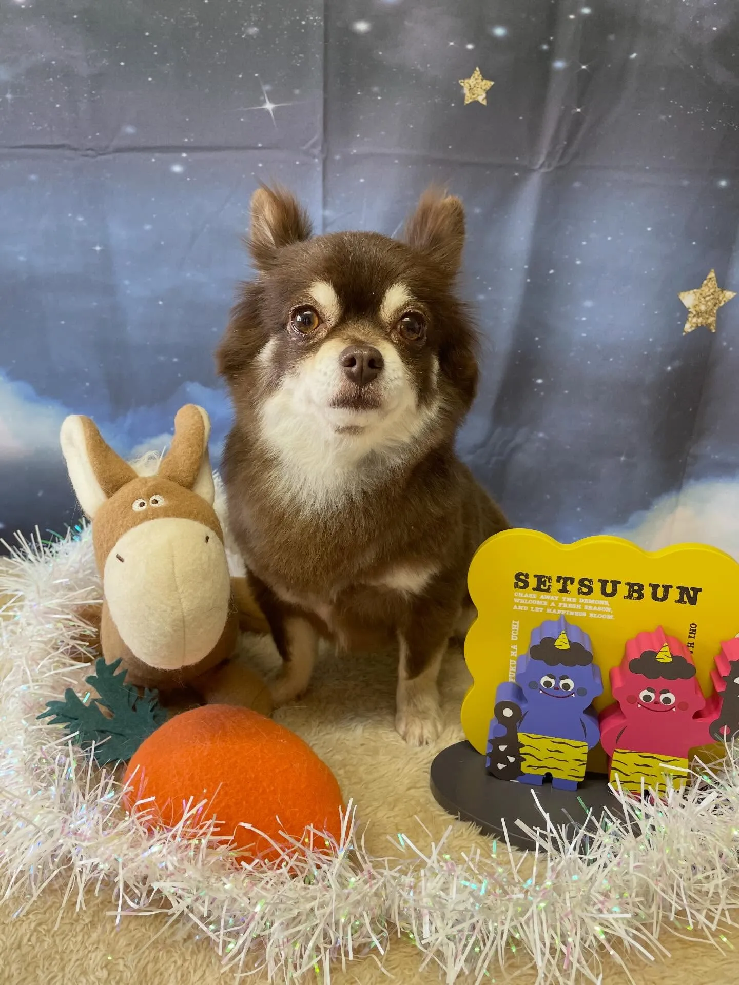 🍃1/24のトリミング🍃チワワ🐶｜名東区・千種区・守山区の動...