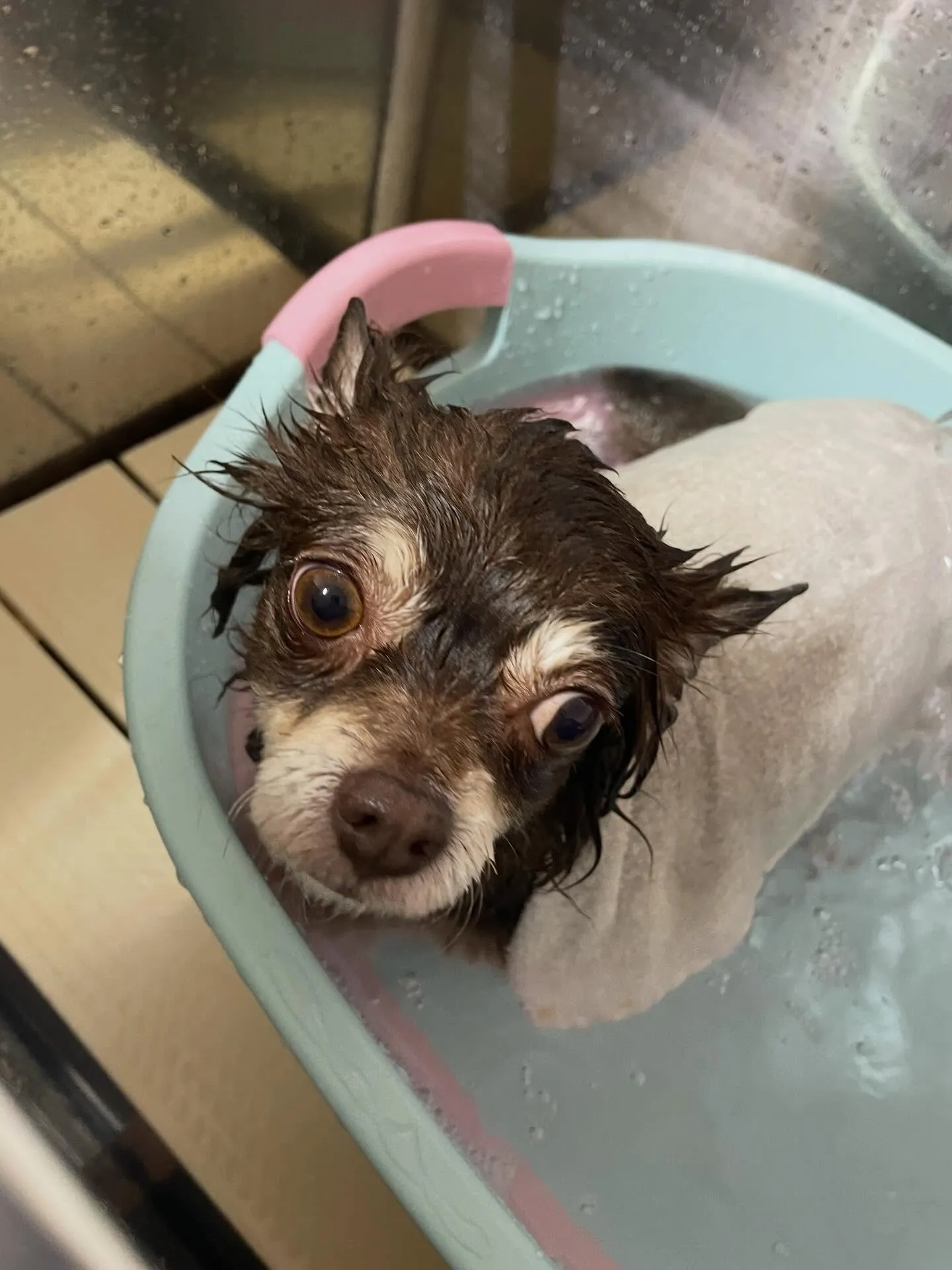 🍃1/24のトリミング🍃チワワ🐶｜名東区・千種区・守山区の動...