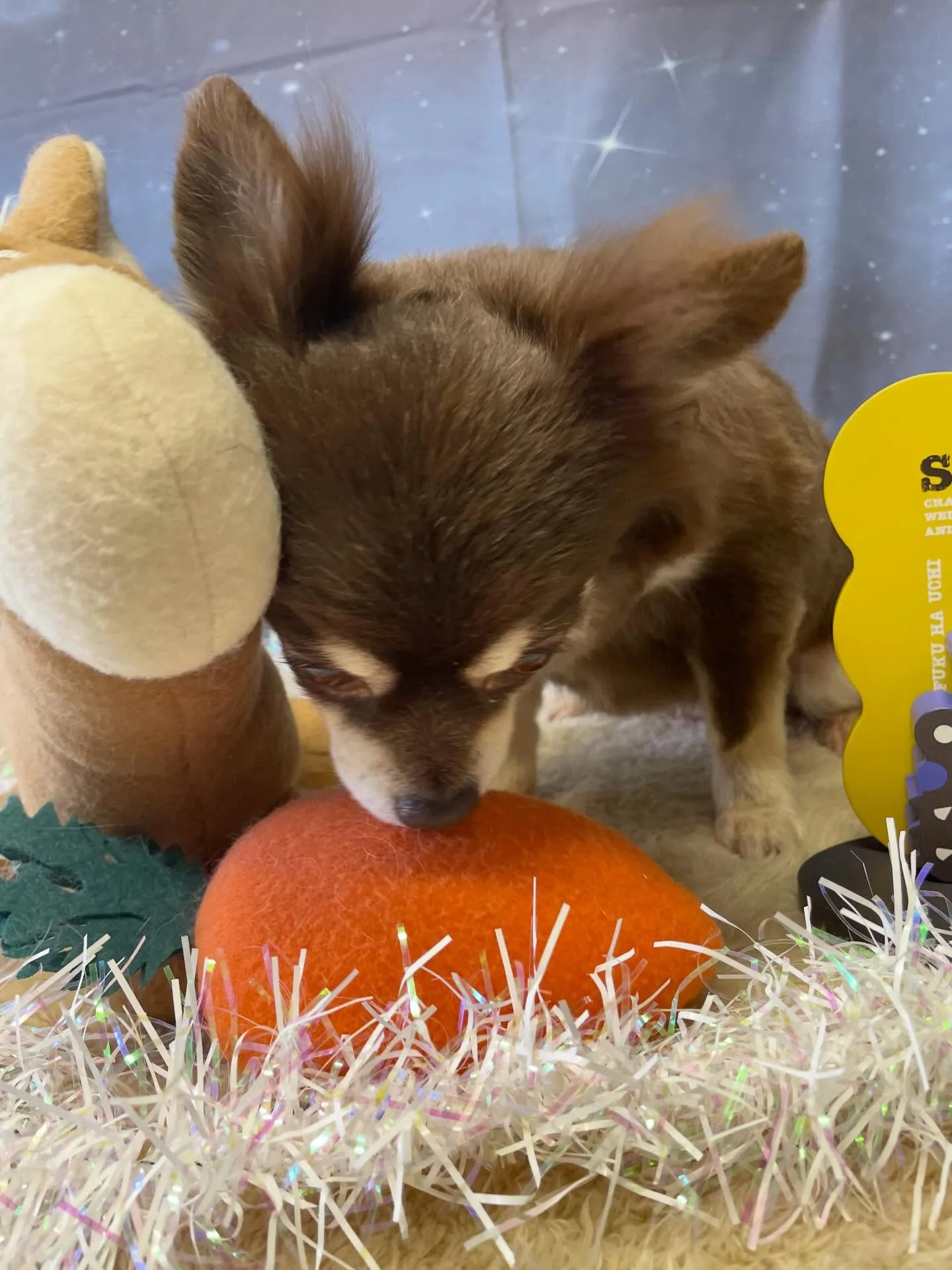 🍃1/24のトリミング🍃チワワ🐶｜名東区・千種区・守山区の動...