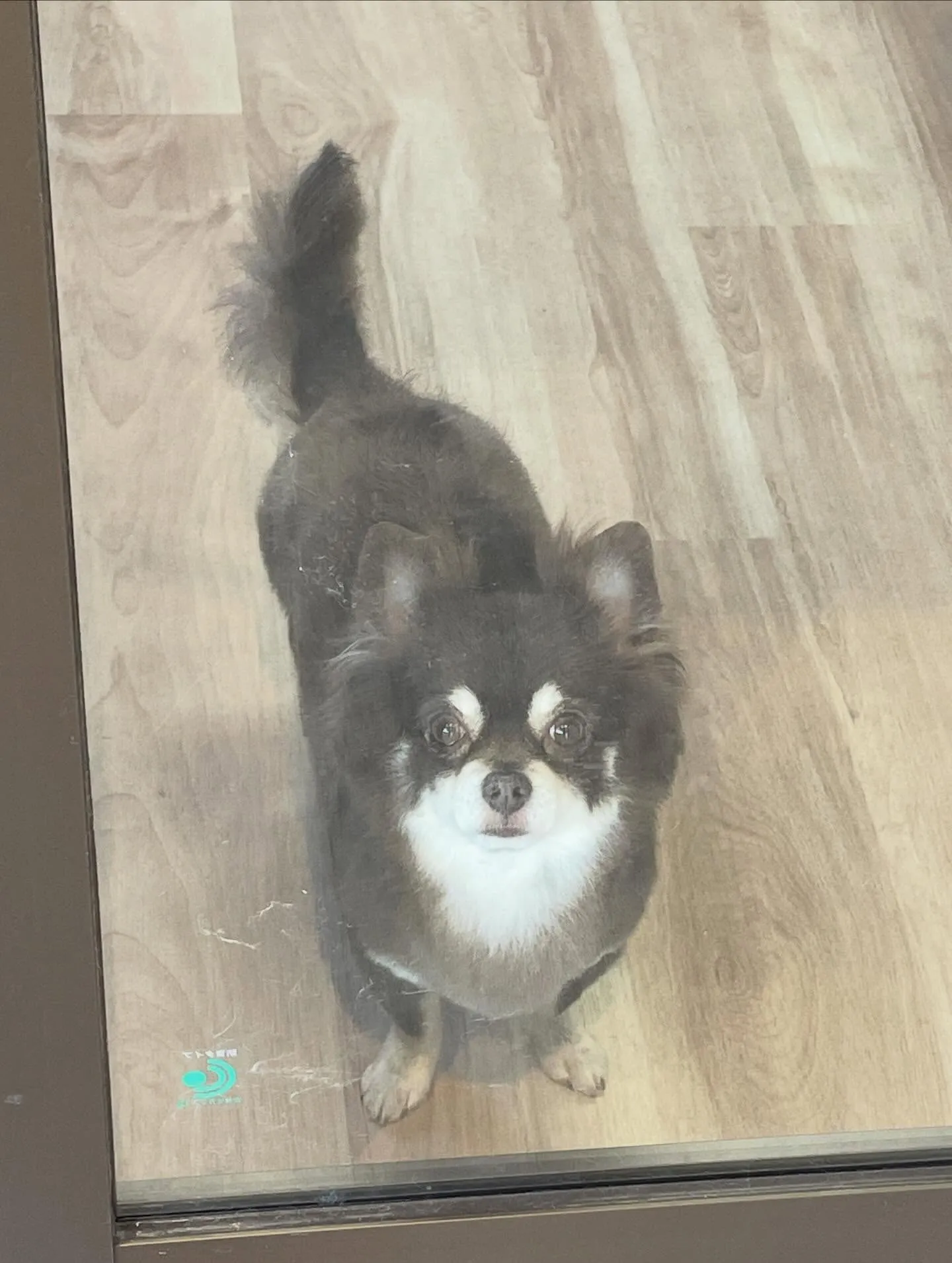 🍃1/24のトリミング🍃チワワ🐶｜名東区・千種区・守山区の動...