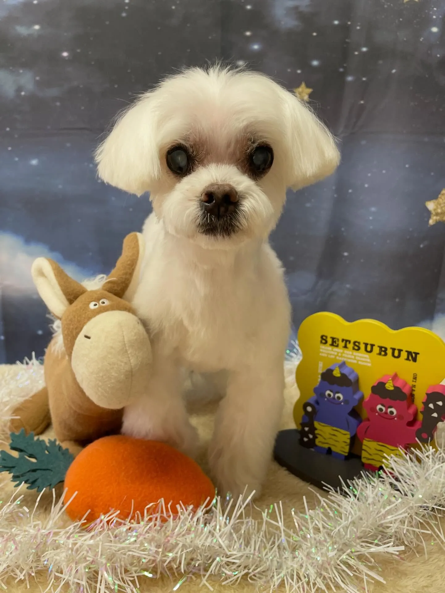 🍃1/25のトリミング🍃マルチーズ🐶｜名東区・千種区・守山区...