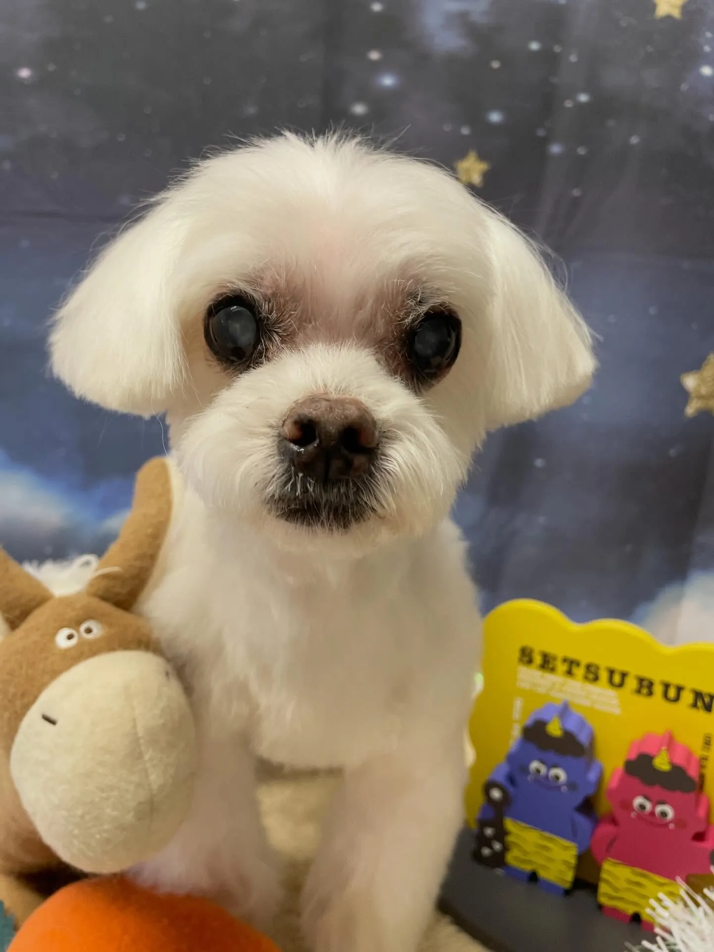 🍃1/25のトリミング🍃マルチーズ🐶｜名東区・千種区・守山区...