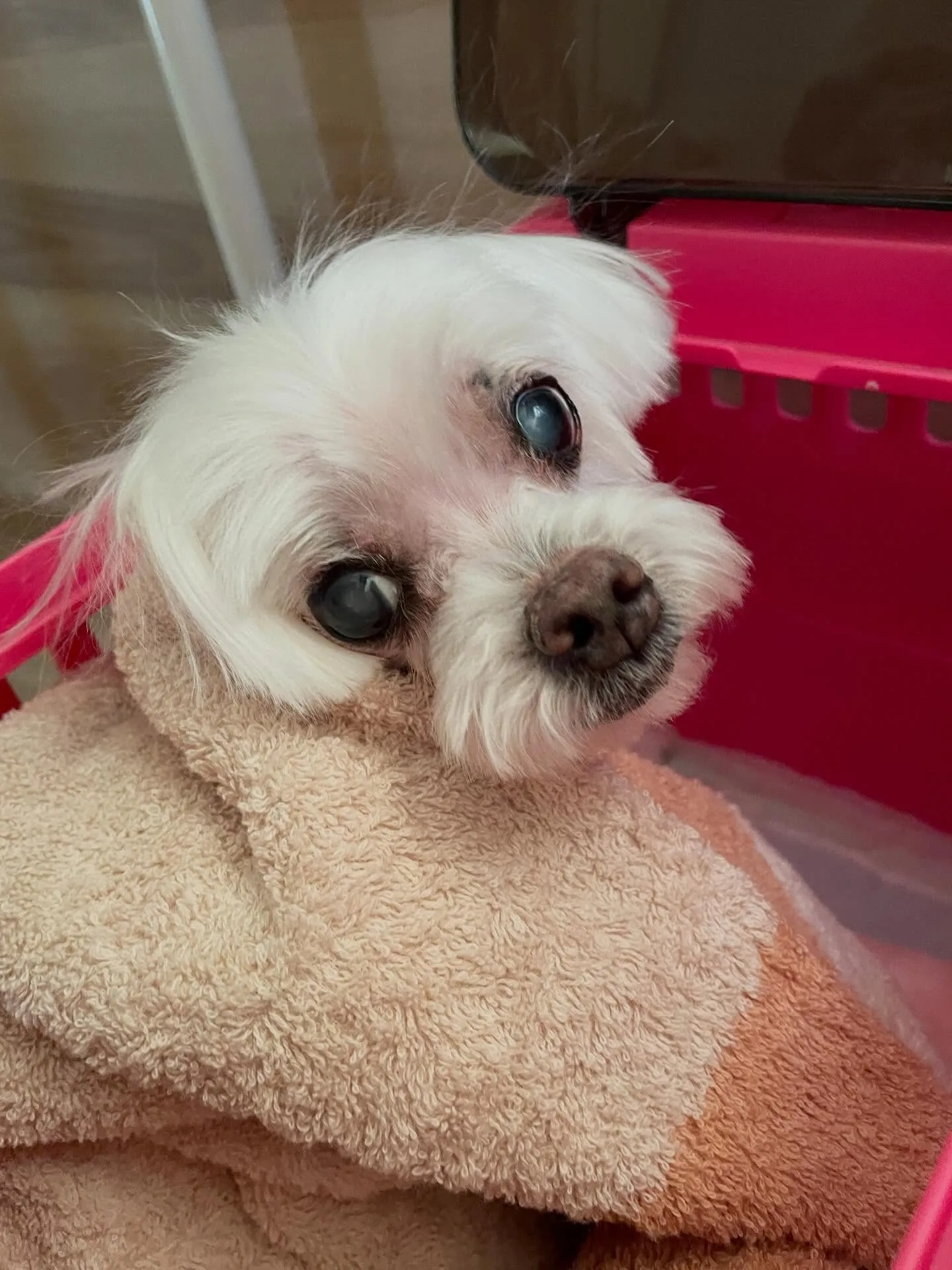 🍃1/25のトリミング🍃マルチーズ🐶｜名東区・千種区・守山区...