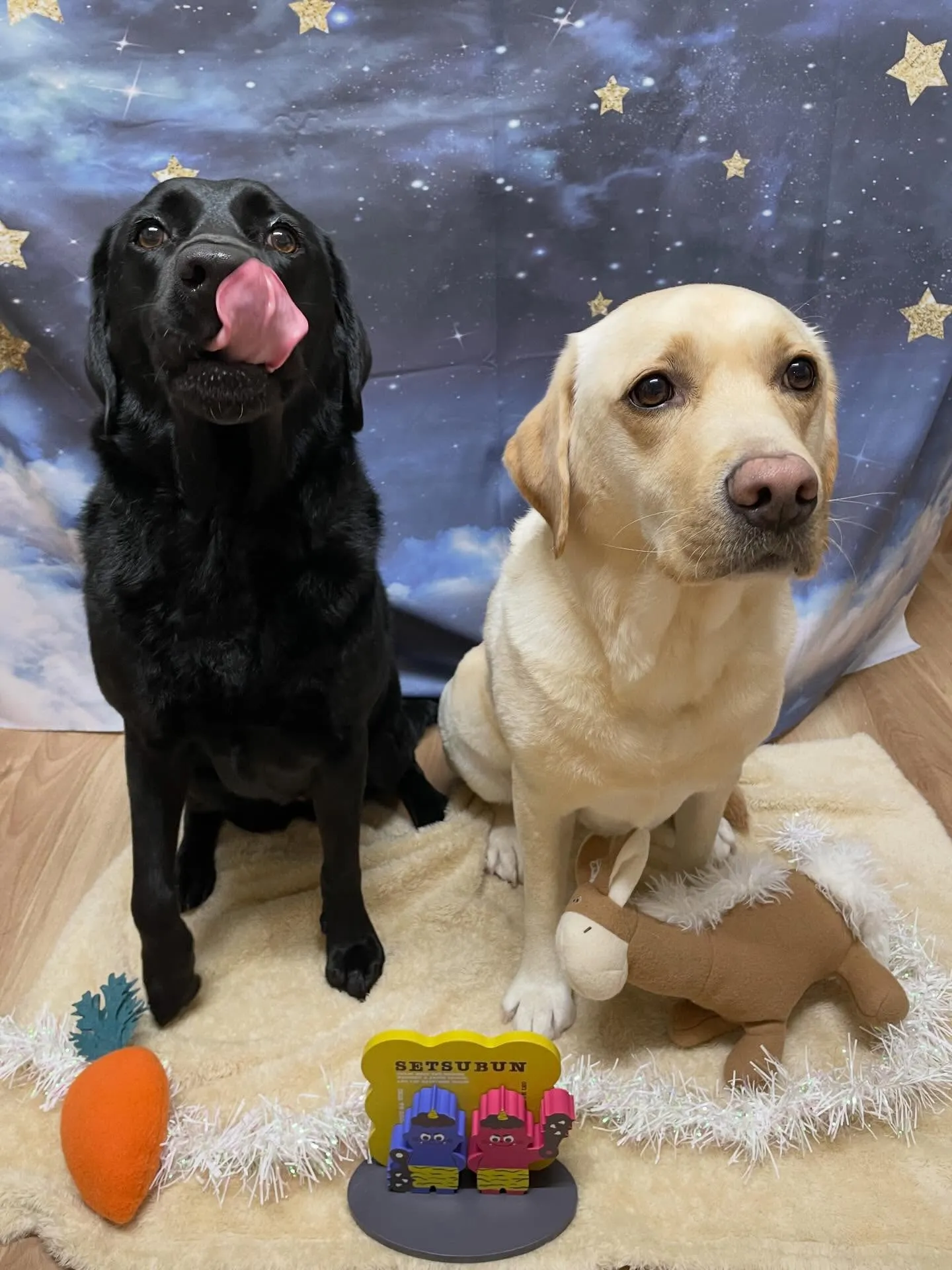 🍃1/25のトリミング🍃ラブラドールレトリバー🐶｜名東区・千...