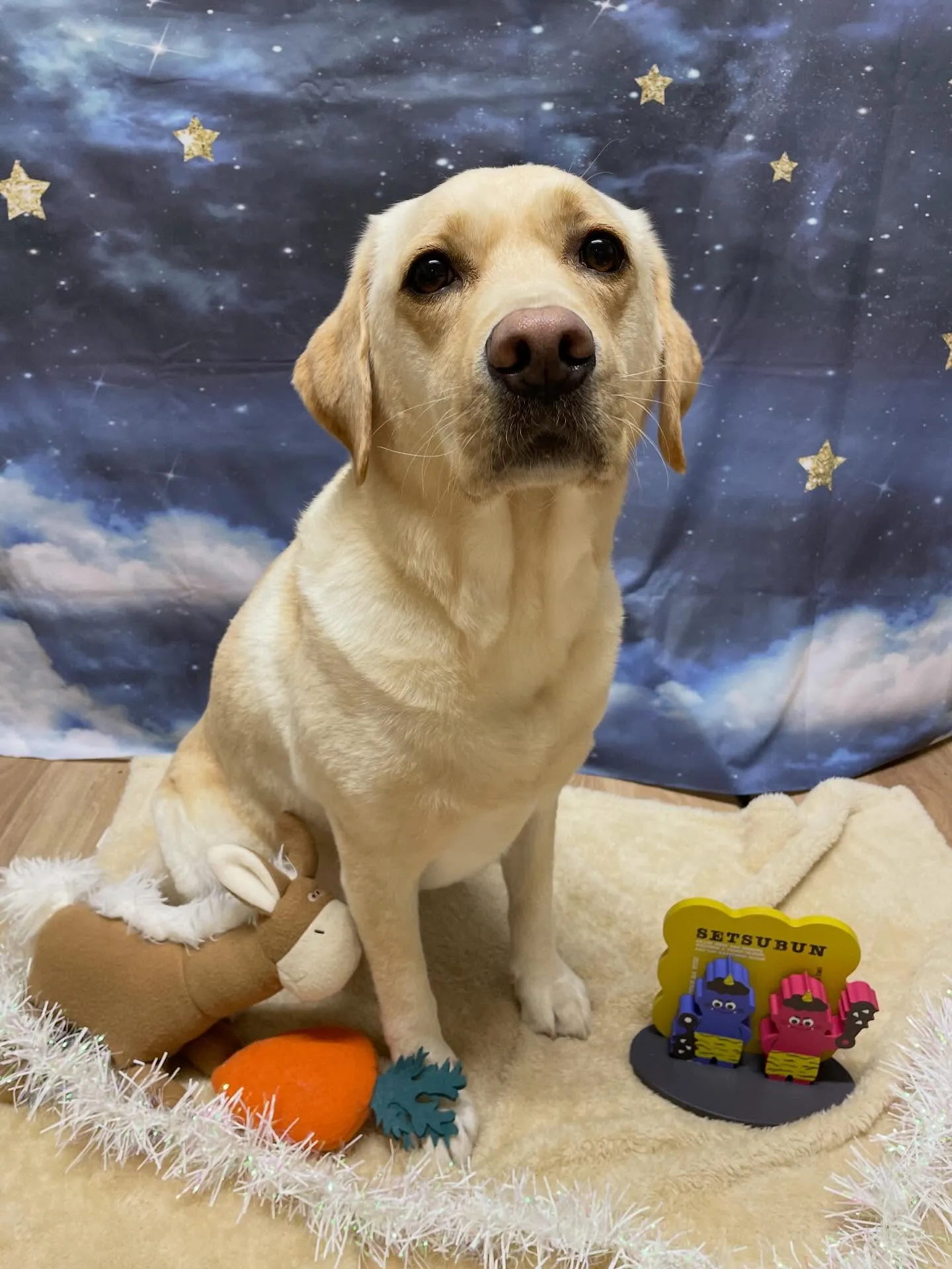 🍃1/25のトリミング🍃ラブラドールレトリバー🐶｜名東区・千...