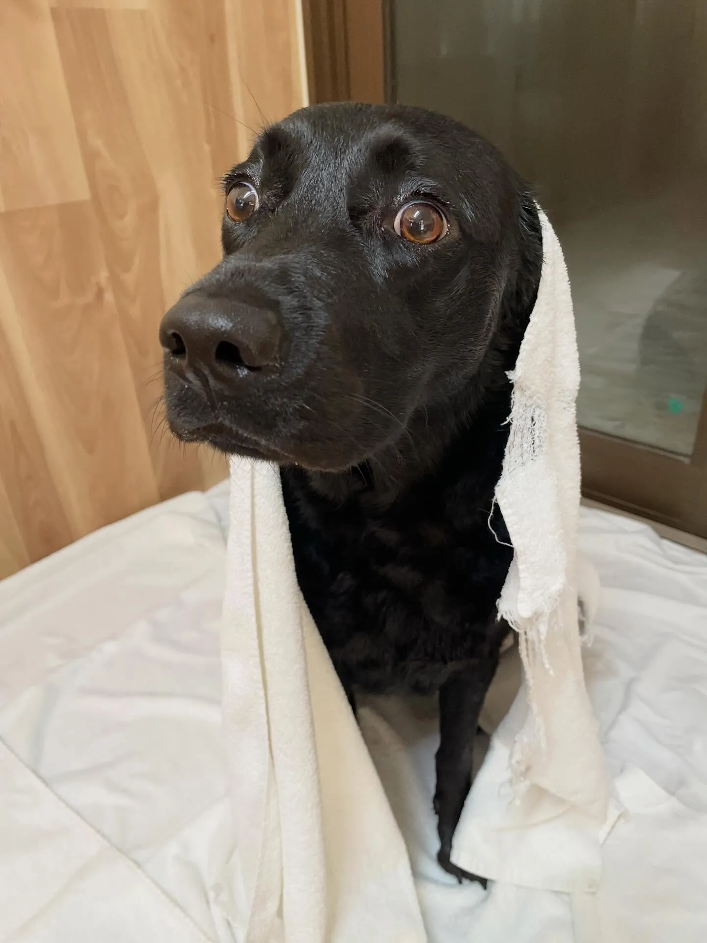 🍃1/25のトリミング🍃ラブラドールレトリバー🐶｜名東区・千...