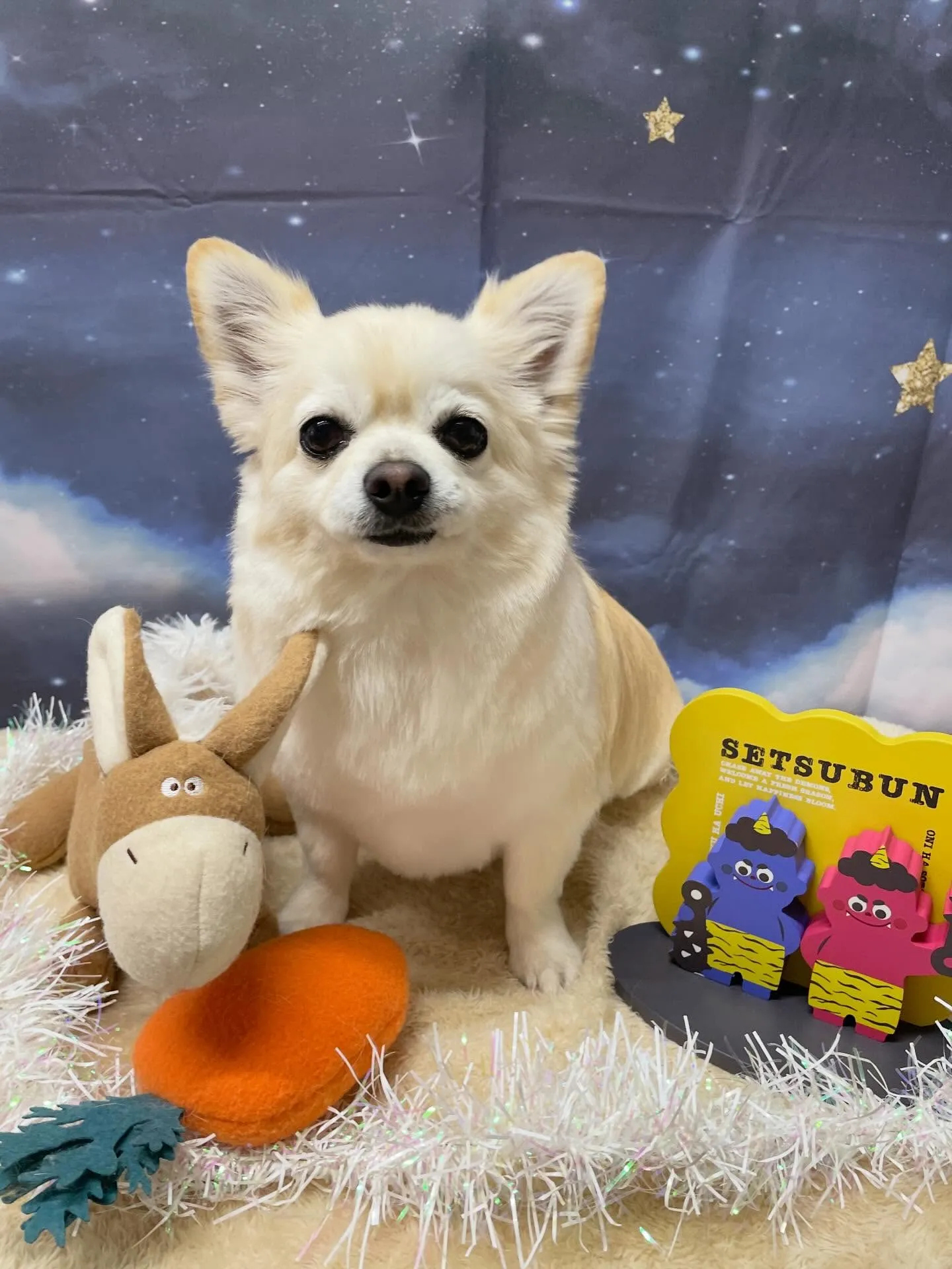 🍃1/27のトリミング🍃チワワ🐶ミックス犬🐶プードル🐶｜名東...