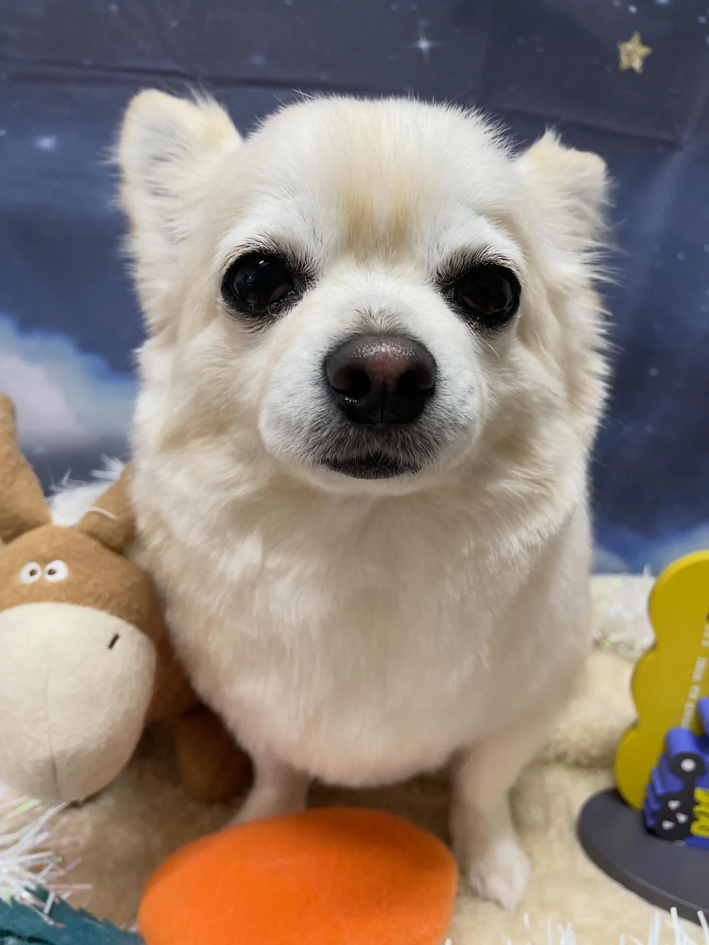 🍃1/27のトリミング🍃チワワ🐶ミックス犬🐶プードル🐶｜名東...