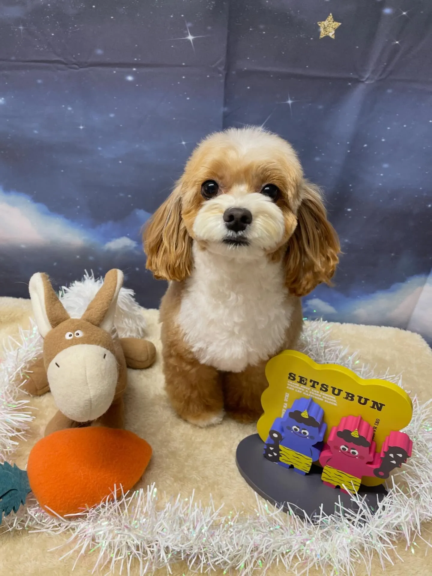 🍃1/27のトリミング🍃チワワ🐶ミックス犬🐶プードル🐶｜名東...