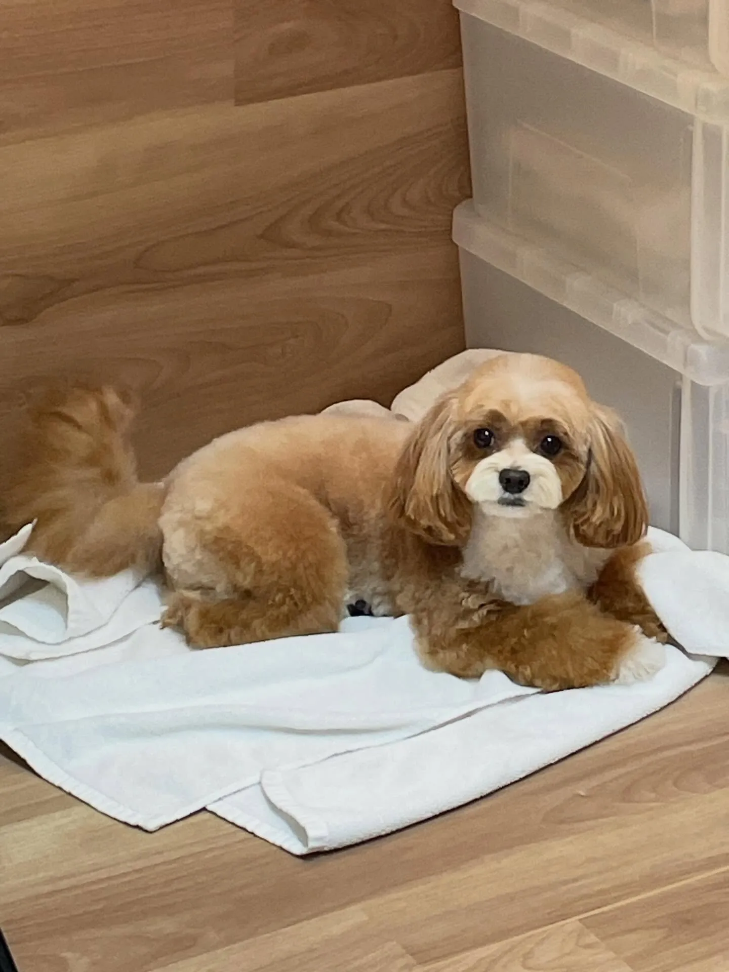 🍃1/27のトリミング🍃チワワ🐶ミックス犬🐶プードル🐶｜名東...