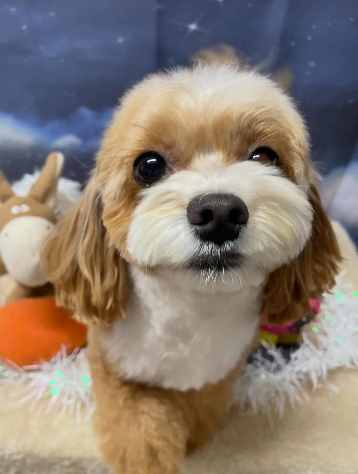 🍃1/27のトリミング🍃チワワ🐶ミックス犬🐶プードル🐶｜名東...