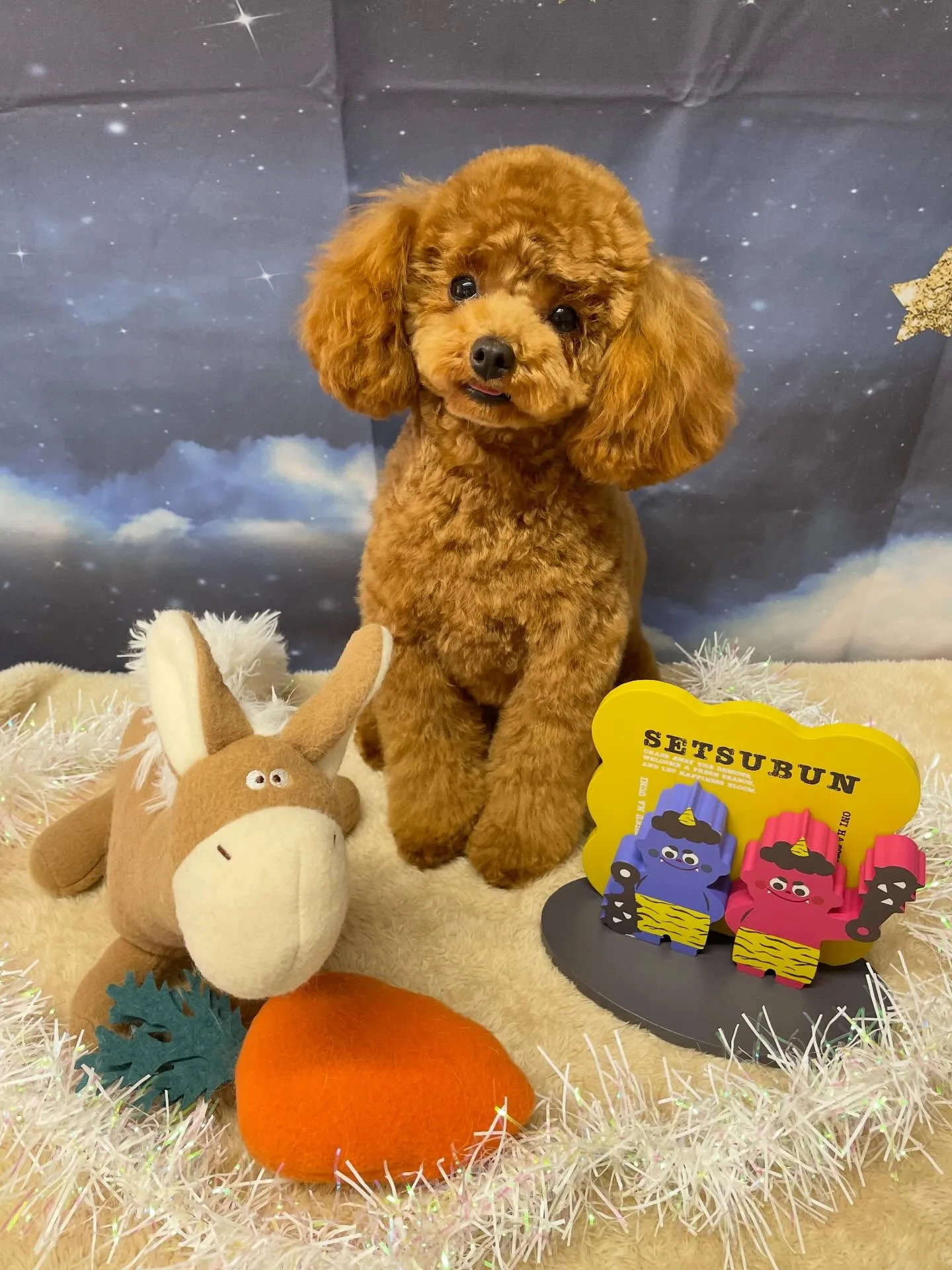 🍃1/27のトリミング🍃チワワ🐶ミックス犬🐶プードル🐶｜名東...