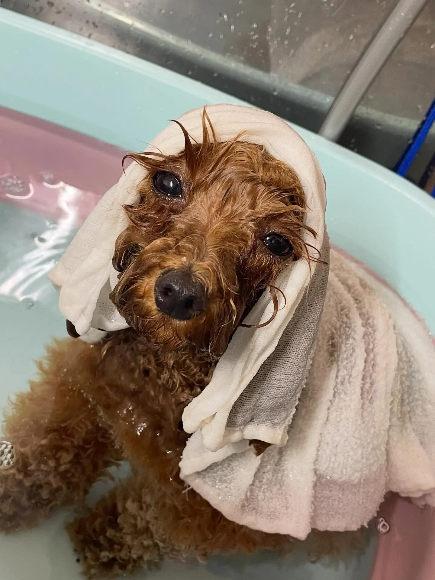 🍃1/27のトリミング🍃チワワ🐶ミックス犬🐶プードル🐶｜名東...