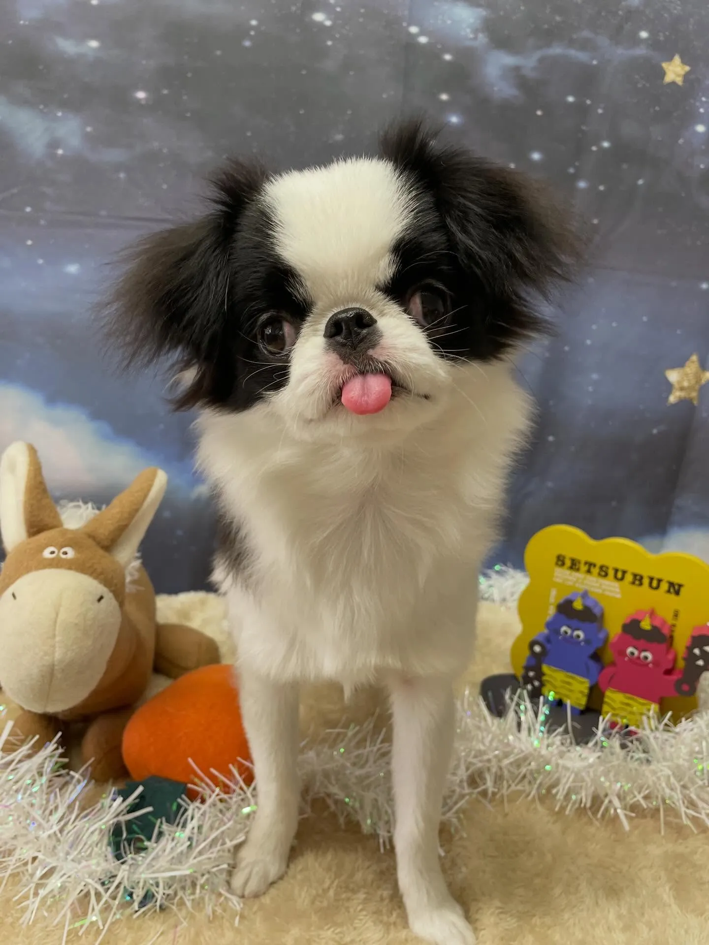 🍃1/28のトリミング🍃狆🐶｜名東区・千種区・守山区の動物病...