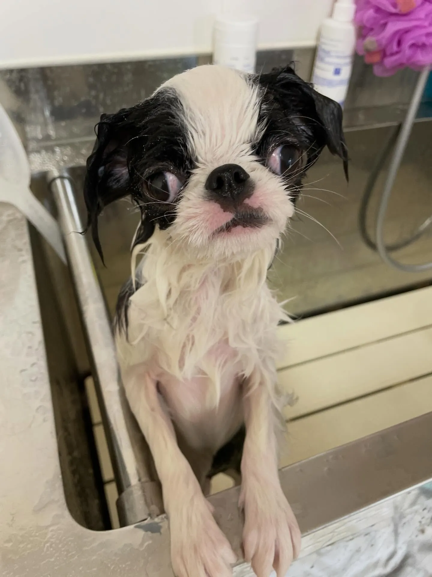 🍃1/28のトリミング🍃狆🐶｜名東区・千種区・守山区の動物病...