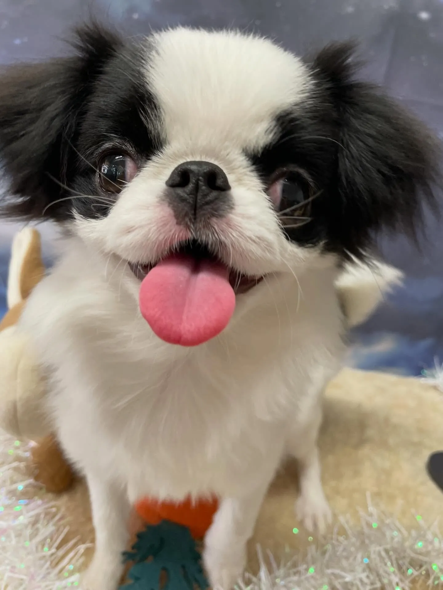 🍃1/28のトリミング🍃狆🐶｜名東区・千種区・守山区の動物病...