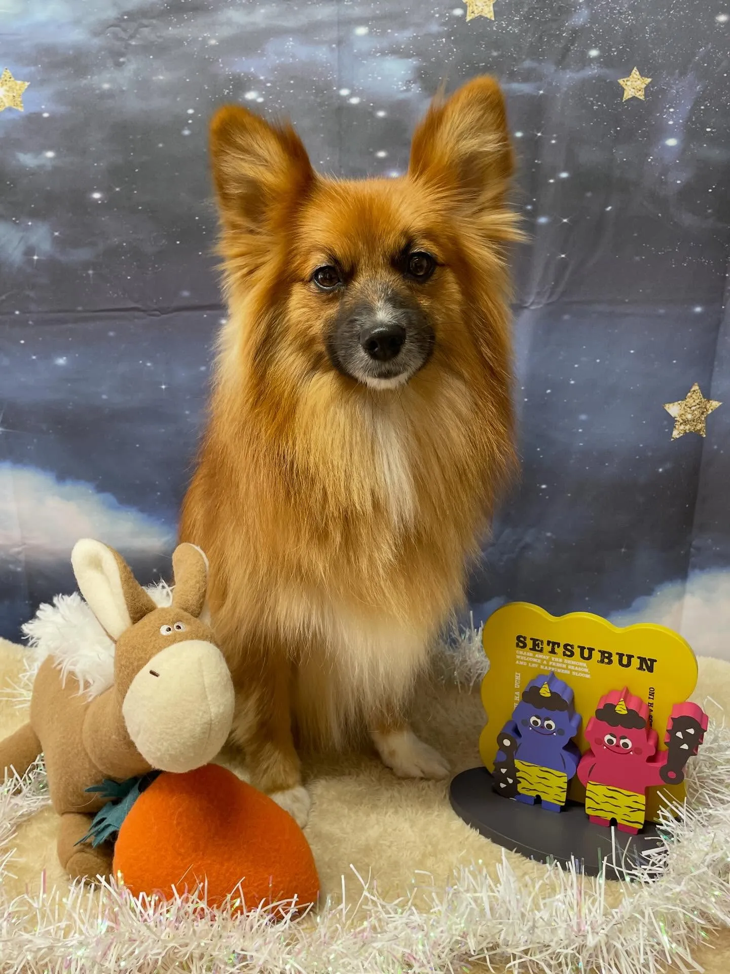 🍃1/28のトリミング🍃ミックス犬🐶｜名東区・千種区・守山区...