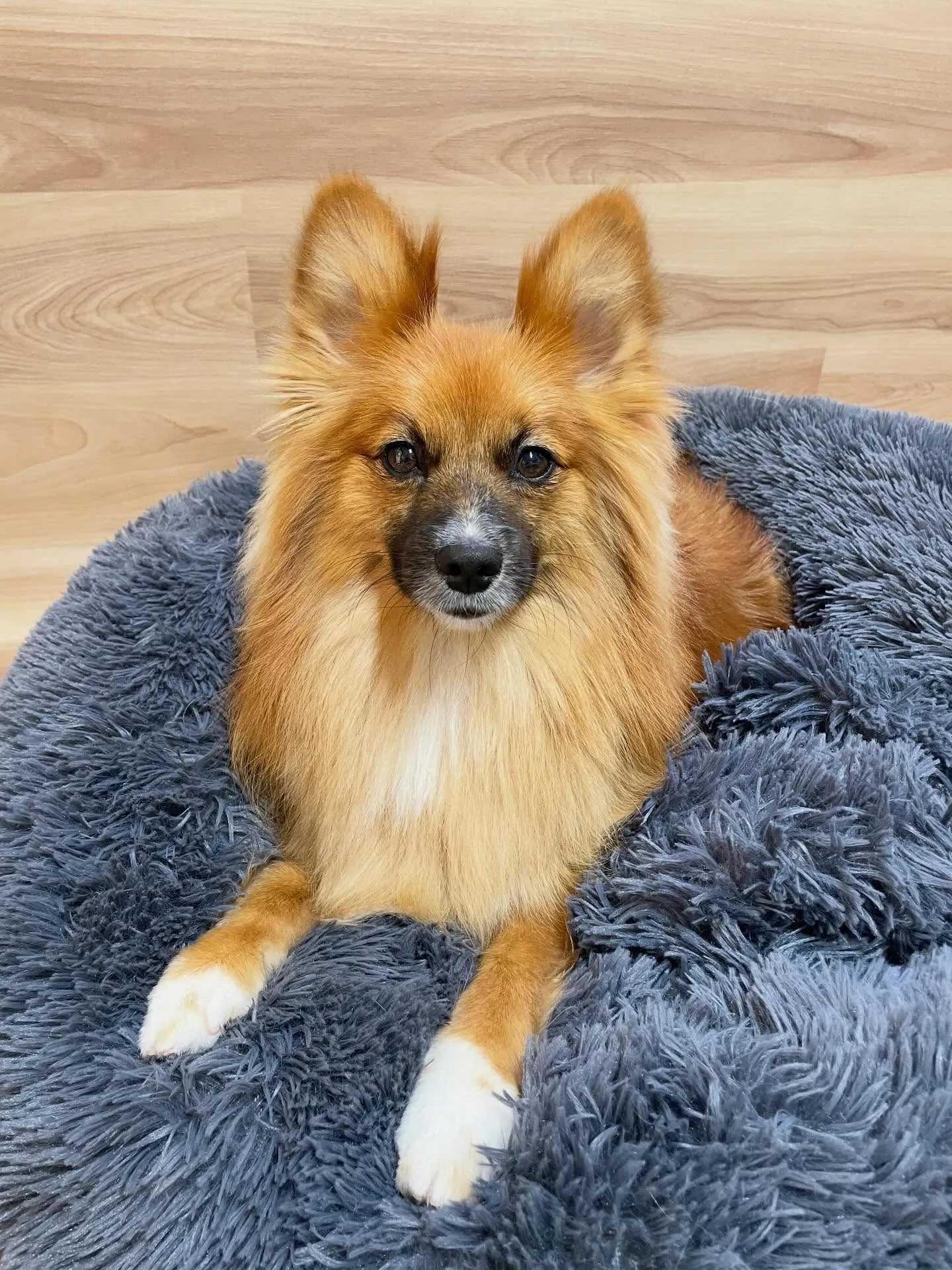 🍃1/28のトリミング🍃ミックス犬🐶｜名東区・千種区・守山区...