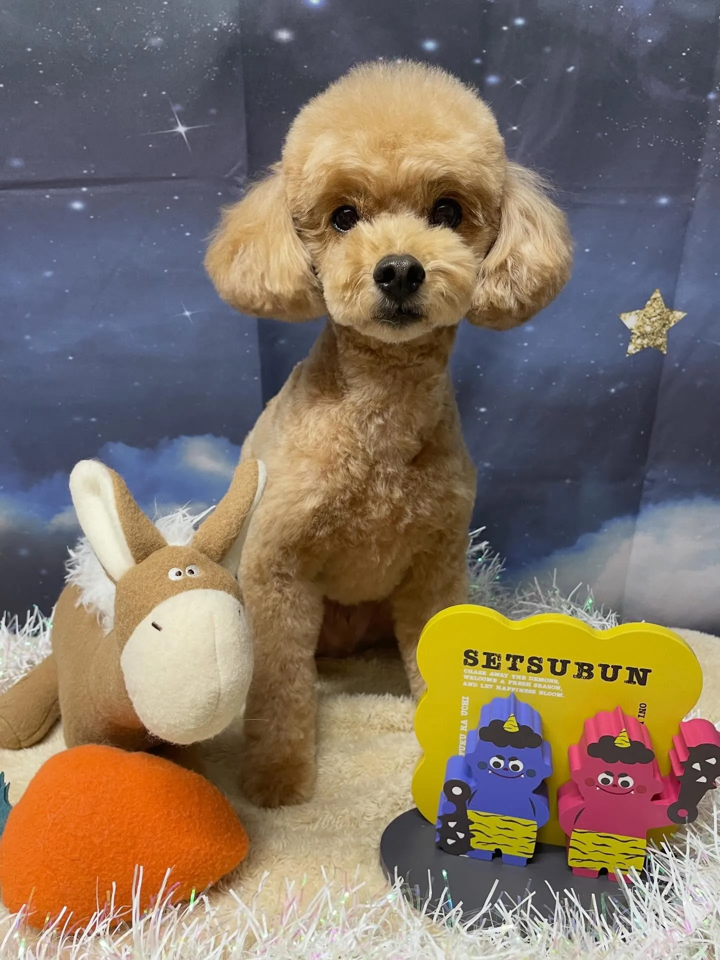 🍃1/28のトリミング🍃プードル🐶｜名東区・千種区・守山区の...