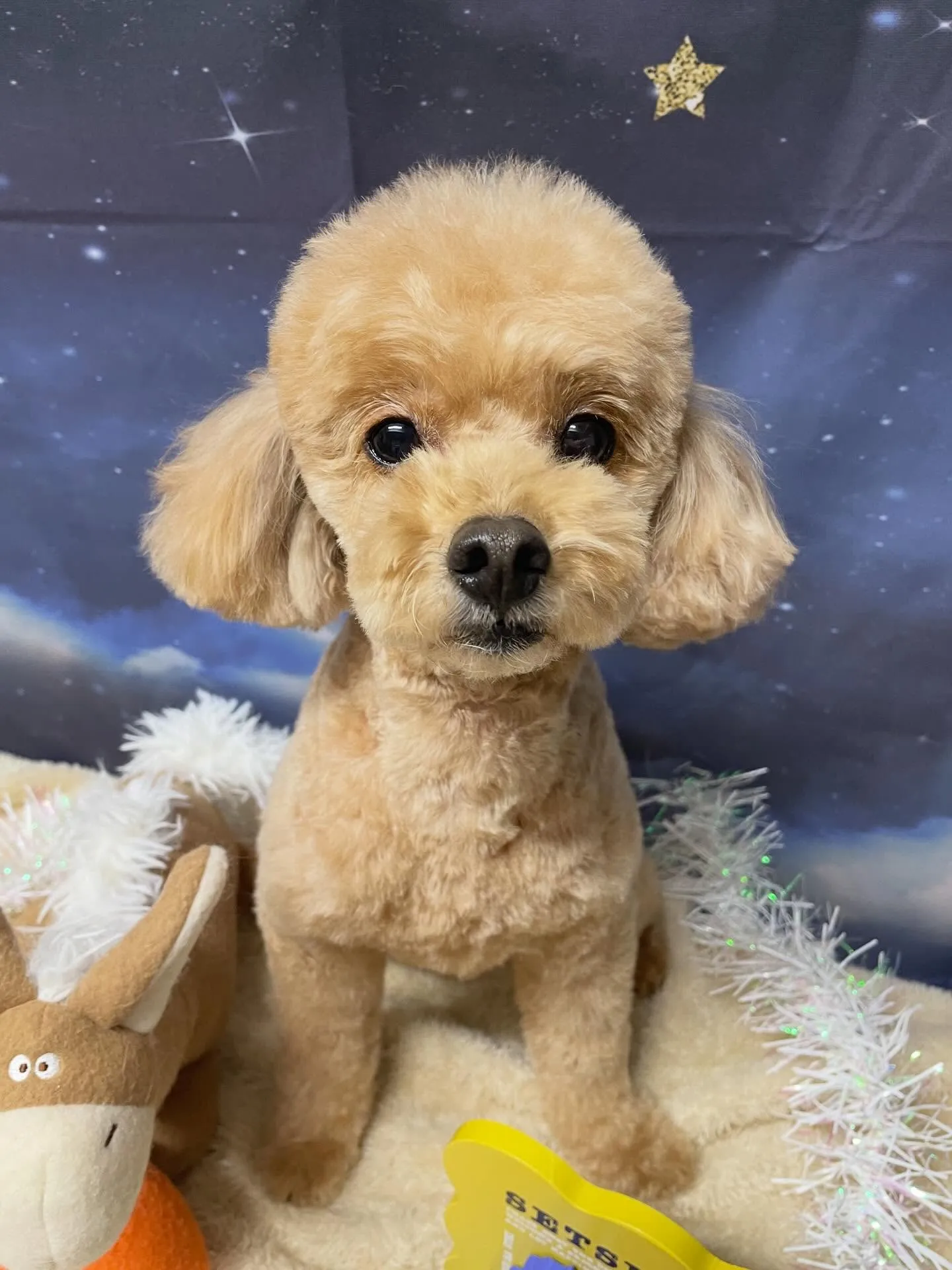 🍃1/28のトリミング🍃プードル🐶｜名東区・千種区・守山区の...