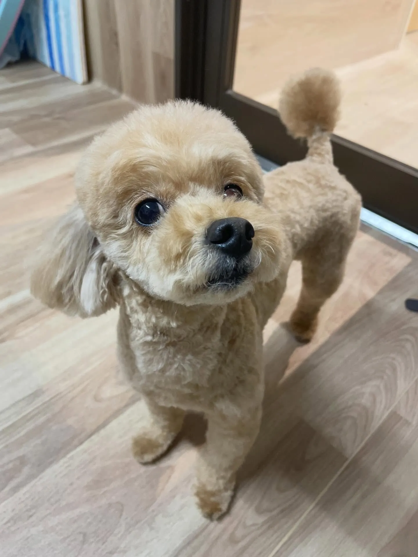 🍃1/28のトリミング🍃プードル🐶｜名東区・千種区・守山区の...