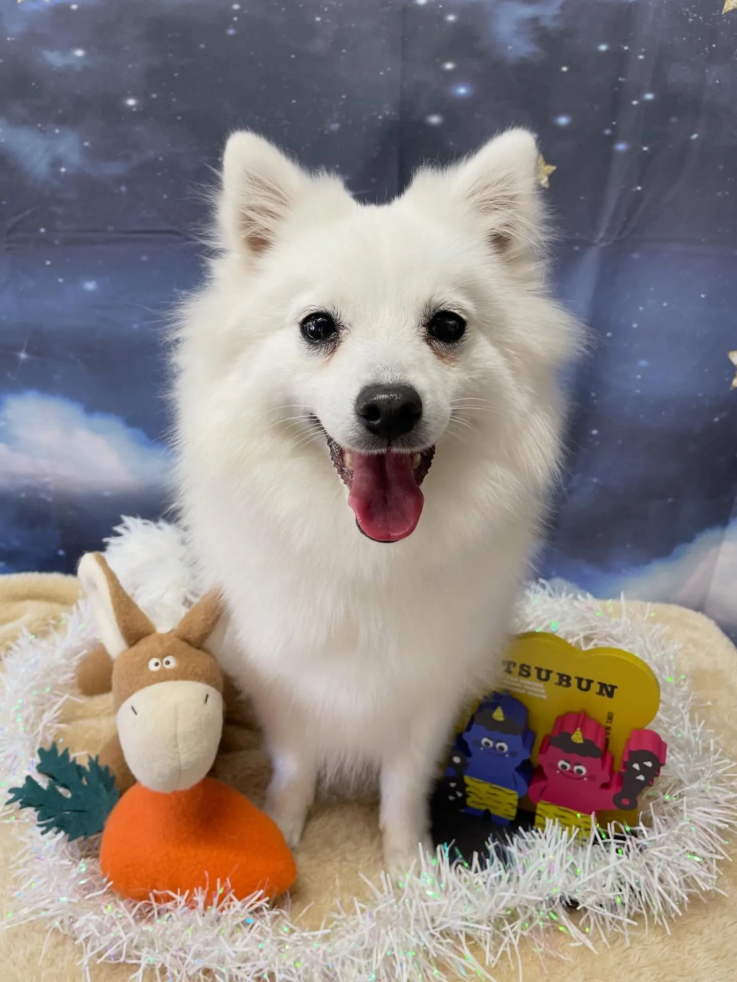 🍃1/30のトリミング🍃日本スピッツ🐶｜名東区・千種区・守山...