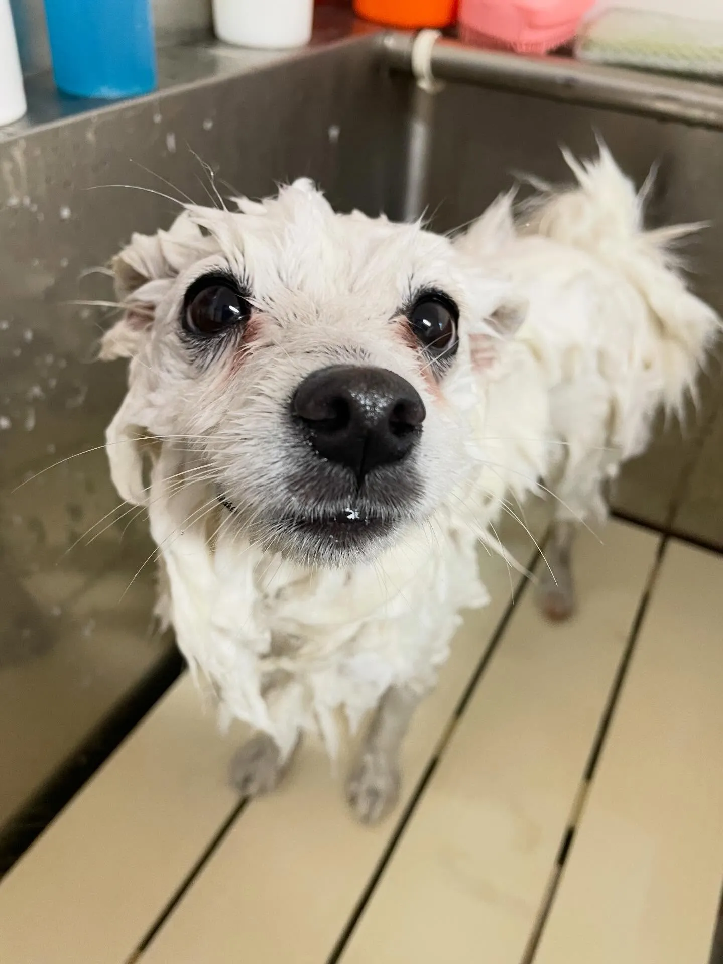 🍃1/30のトリミング🍃日本スピッツ🐶｜名東区・千種区・守山...