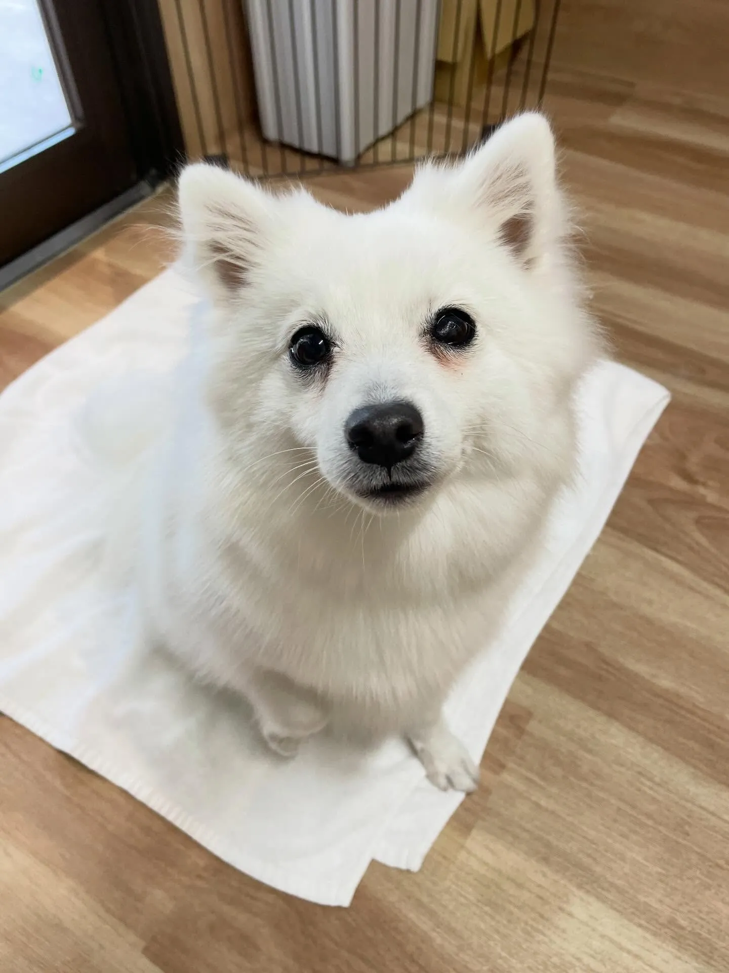 🍃1/30のトリミング🍃日本スピッツ🐶｜名東区・千種区・守山...