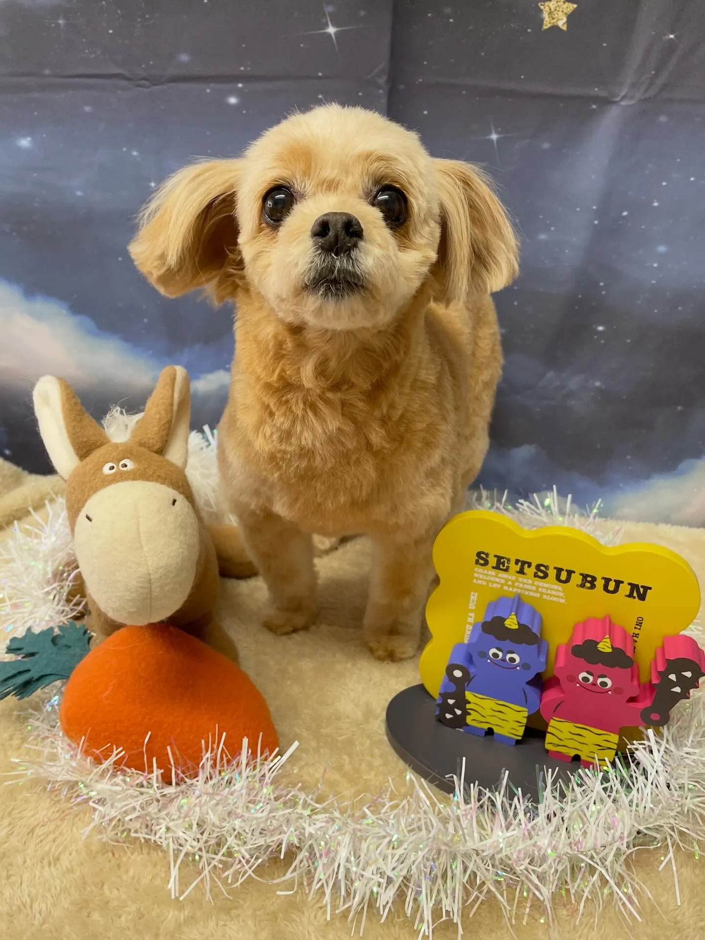 🍃1/30のトリミング🍃ミックス犬🐶｜名東区・千種区・守山区...