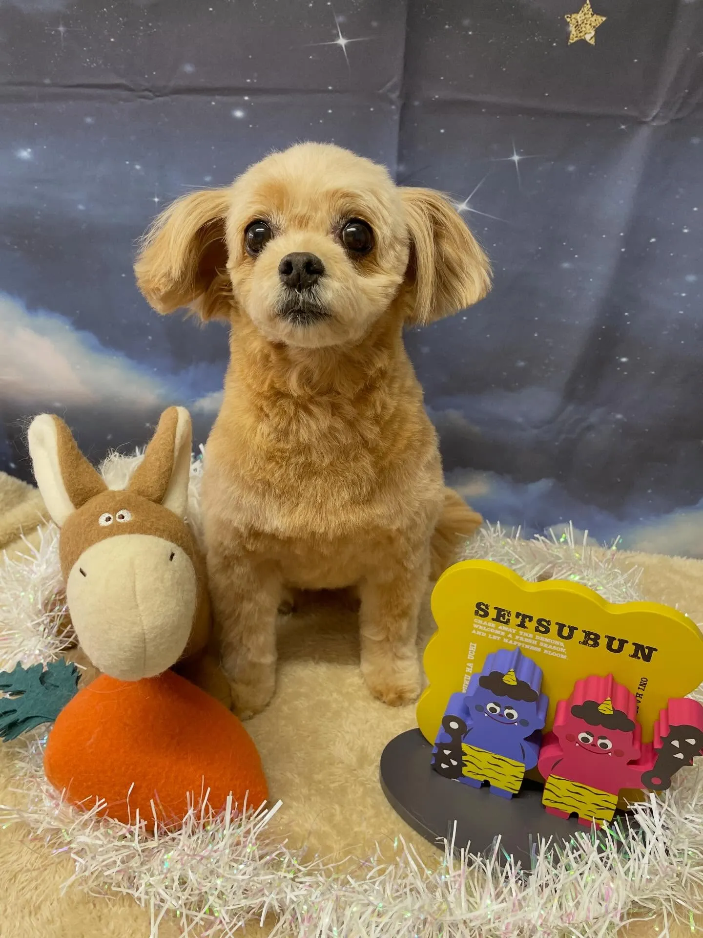 🍃1/30のトリミング🍃ミックス犬🐶｜名東区・千種区・守山区...