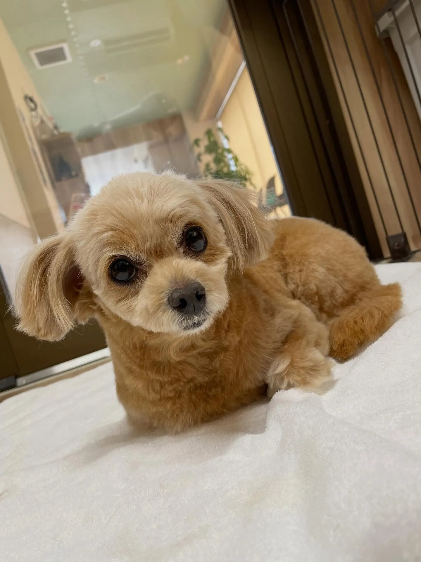 🍃1/30のトリミング🍃ミックス犬🐶｜名東区・千種区・守山区...