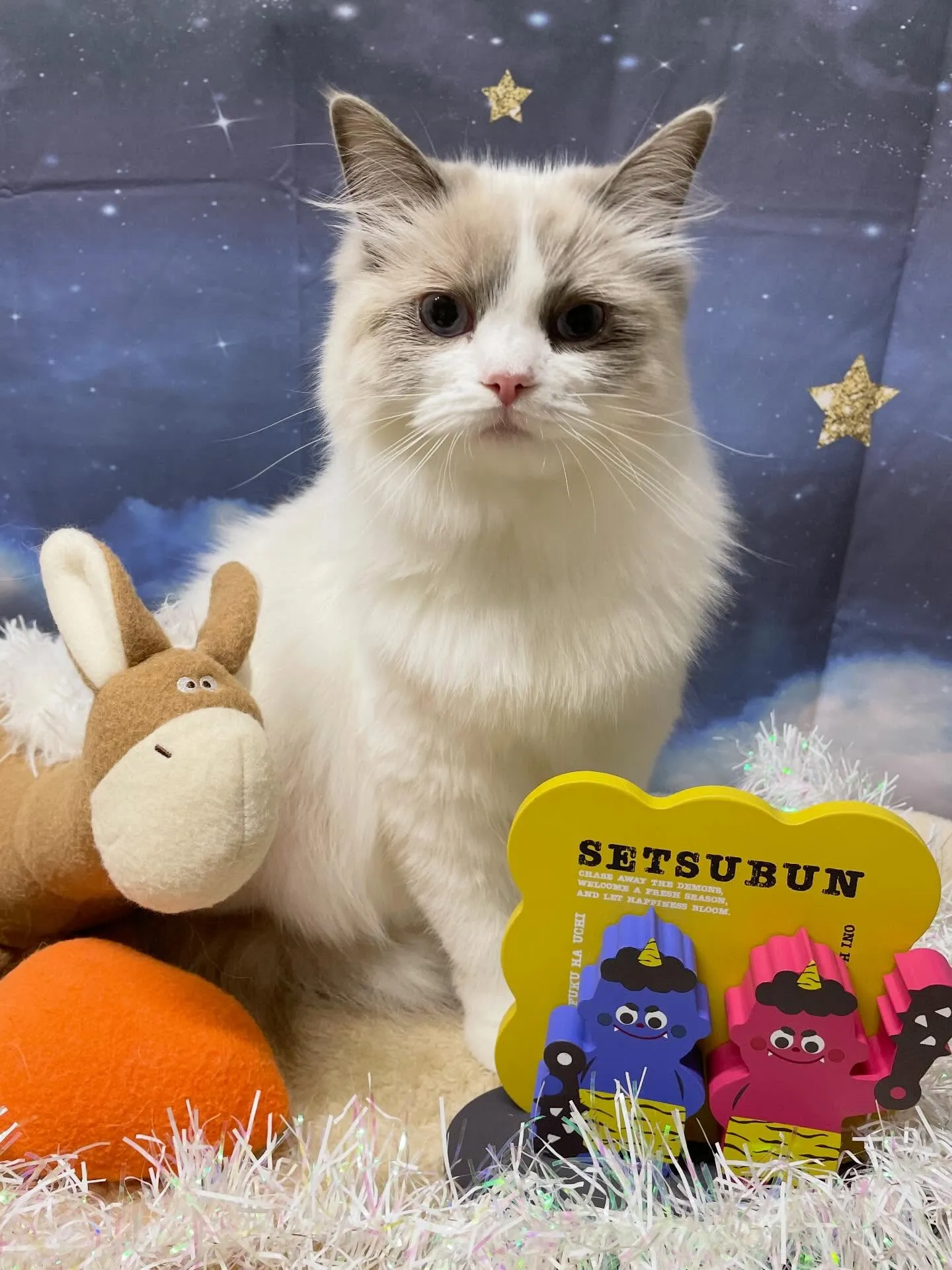 🍃1/30のトリミング🍃ラグドール🐱｜名東区・千種区・守山区...