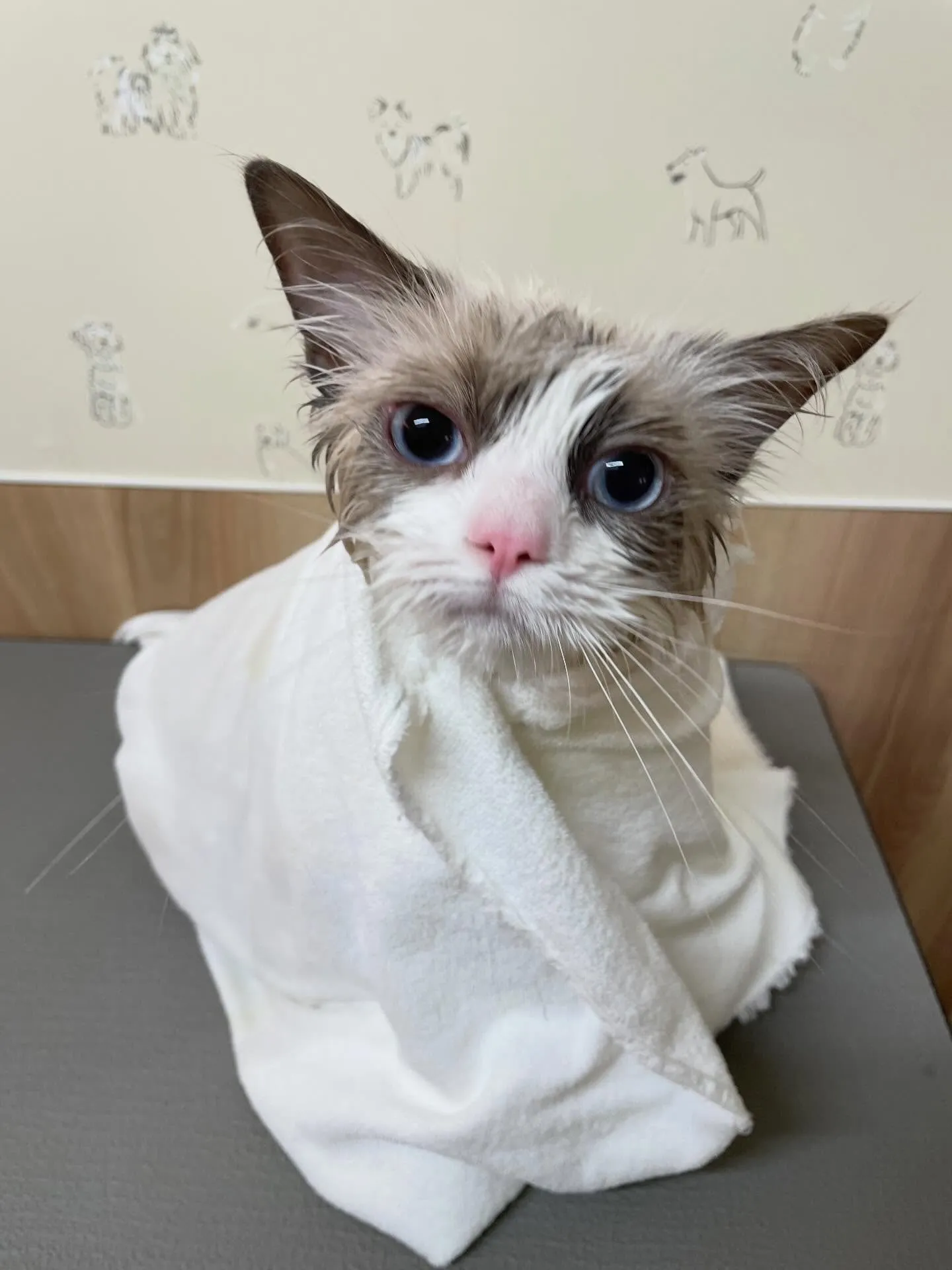 🍃1/30のトリミング🍃ラグドール🐱｜名東区・千種区・守山区...