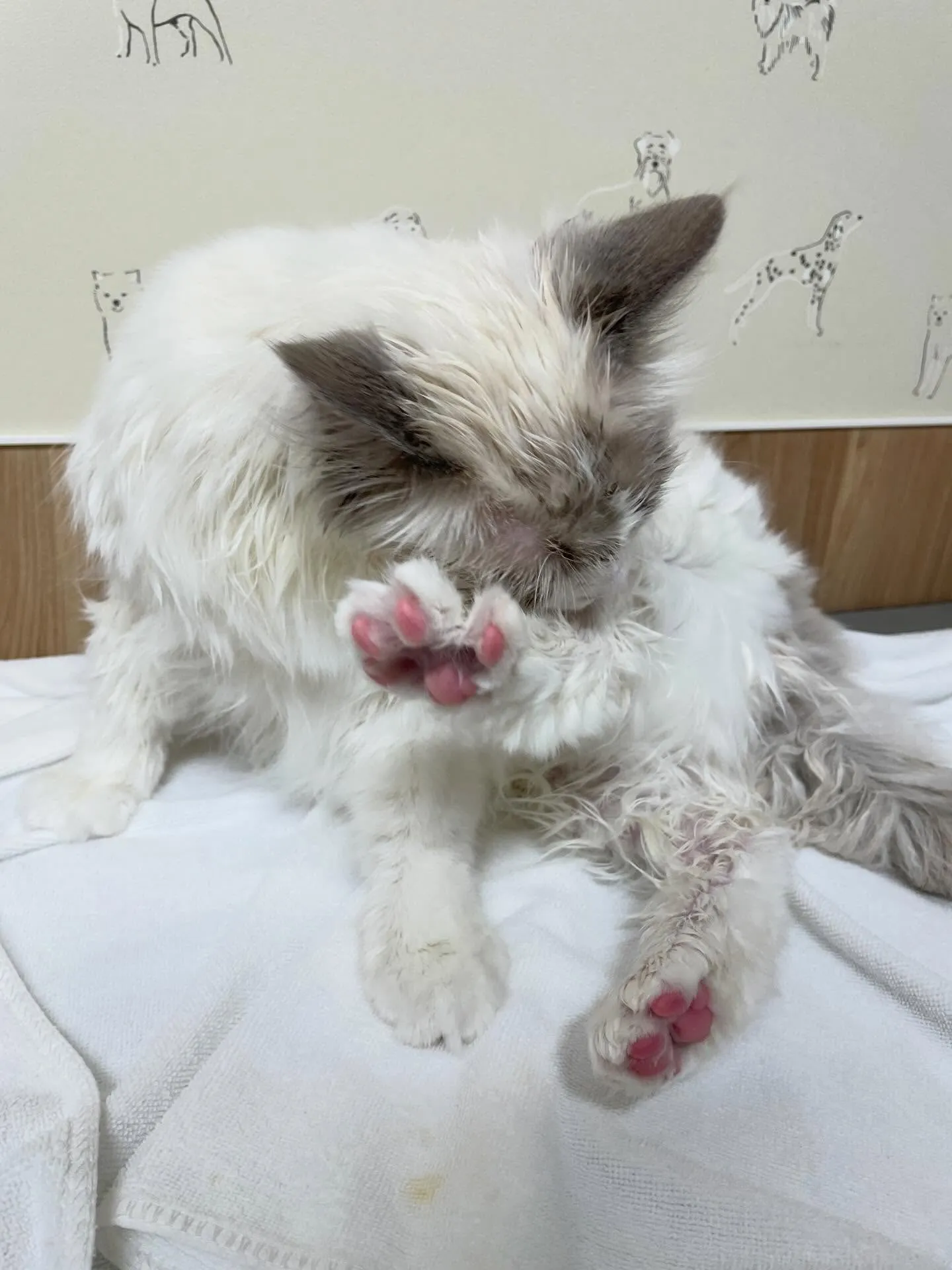 🍃1/30のトリミング🍃ラグドール🐱｜名東区・千種区・守山区...