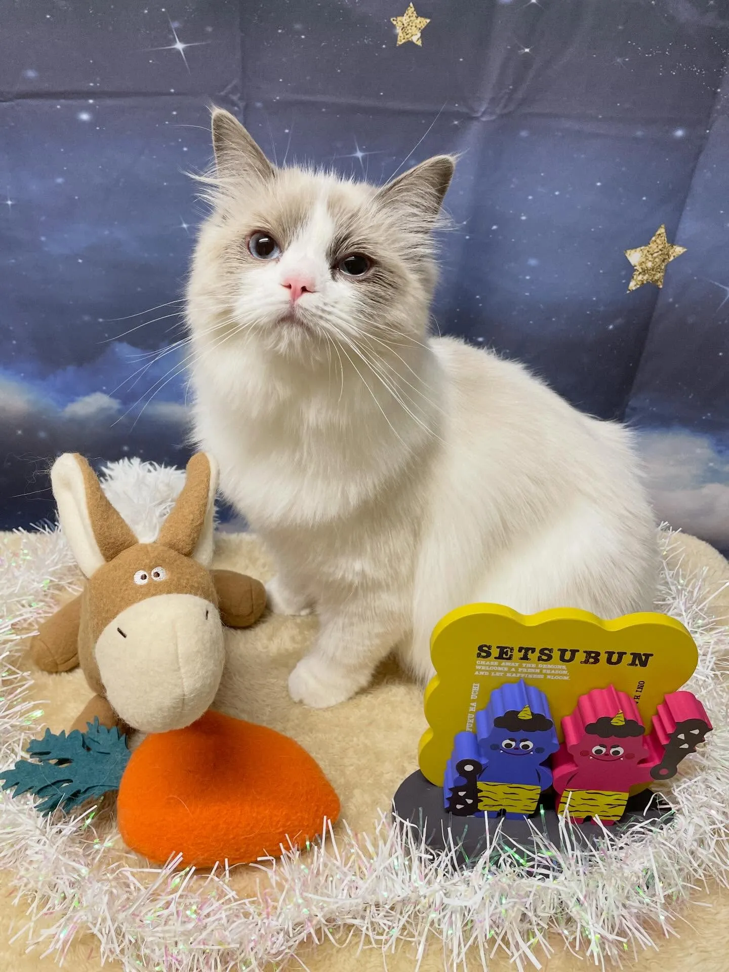 🍃1/30のトリミング🍃ラグドール🐱｜名東区・千種区・守山区...