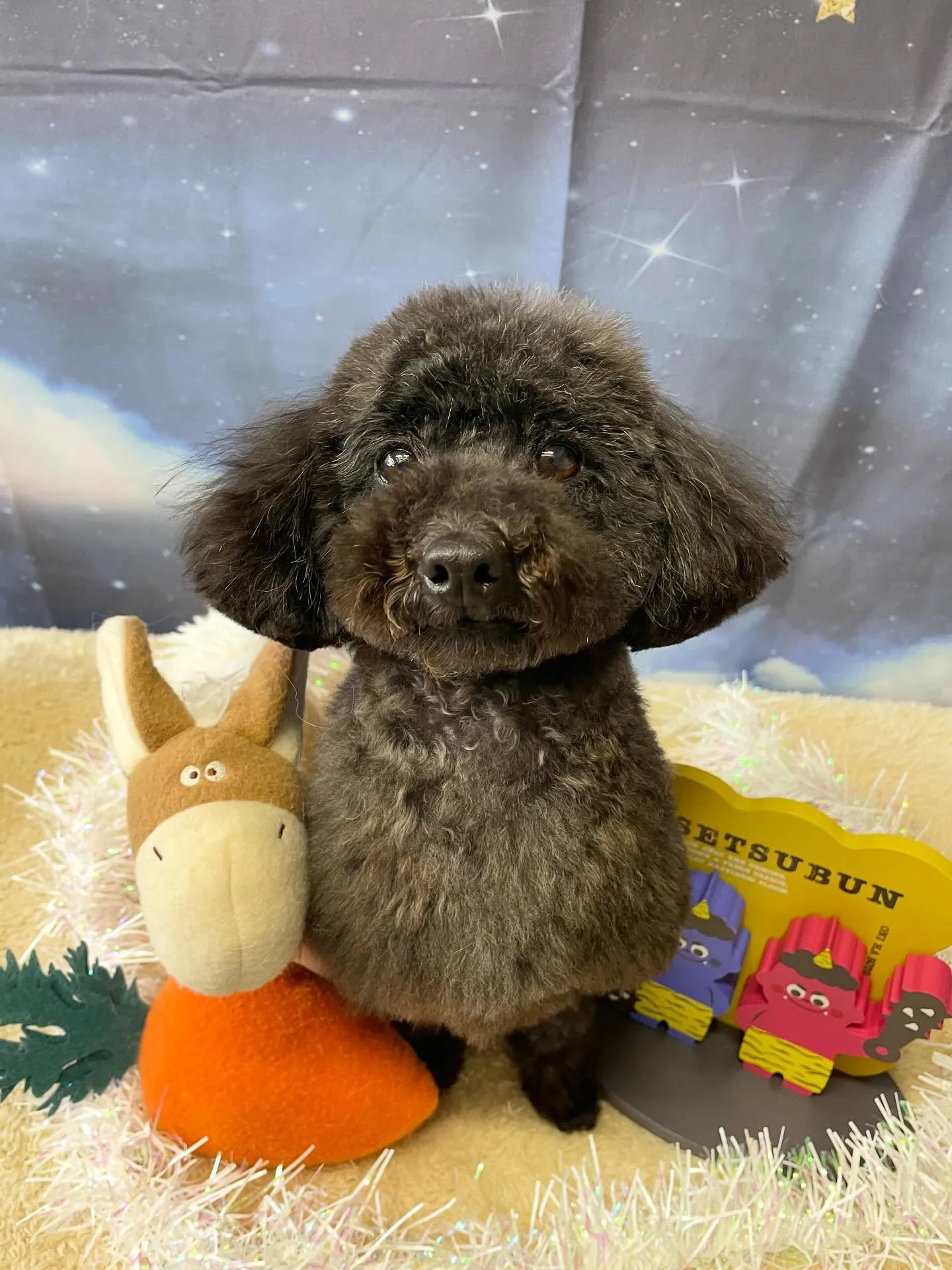 🍃1/31のトリミング🍃プードル🐶｜名東区・千種区・守山区の...